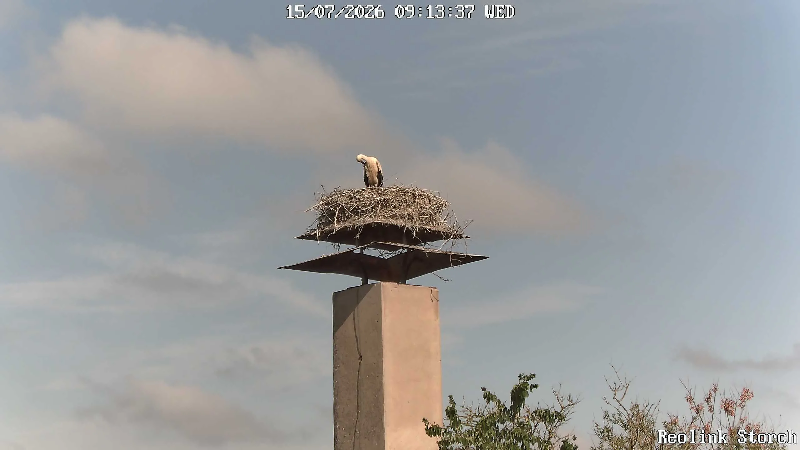 Storchencam Bild