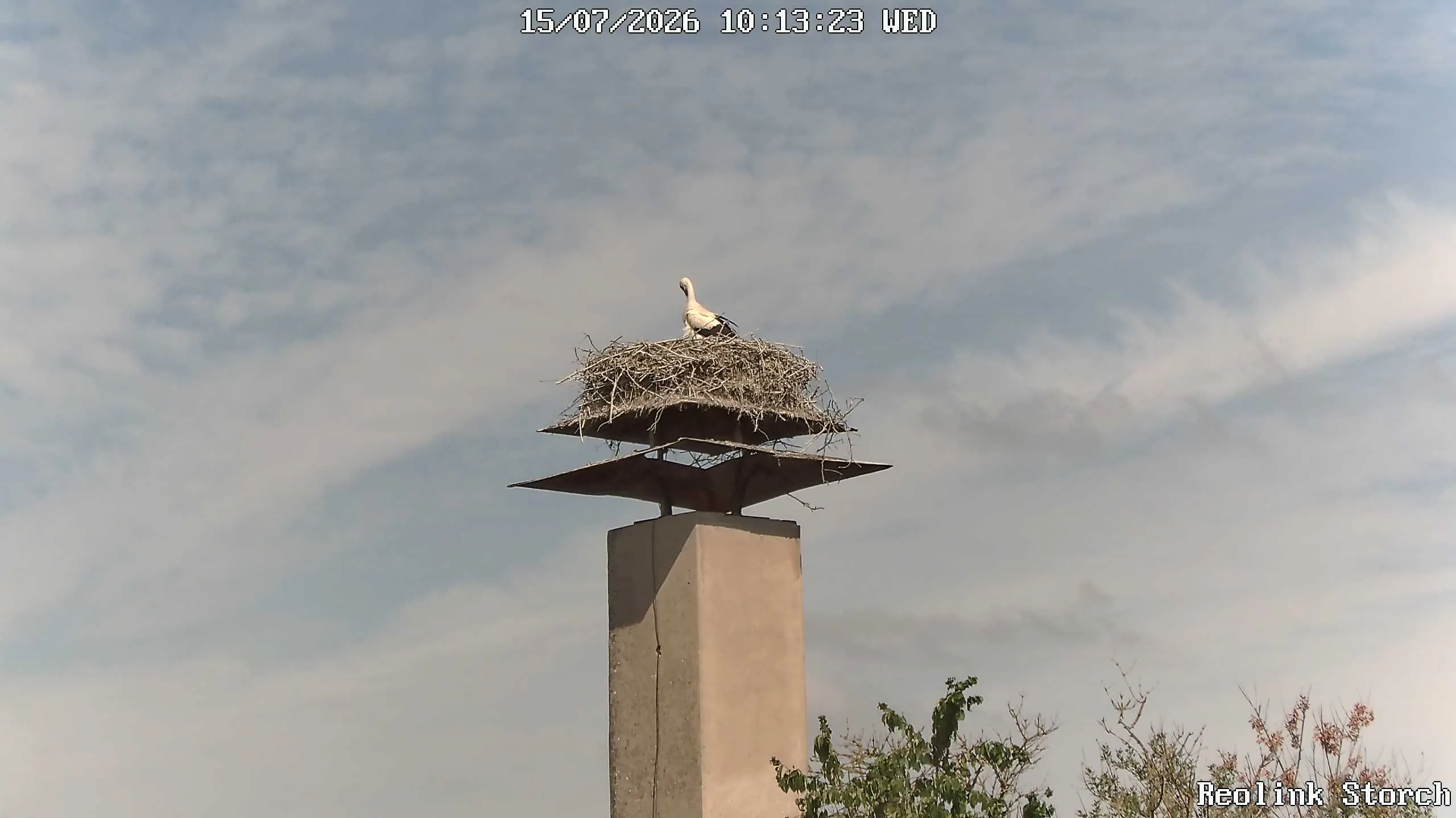 Storchencam Bild