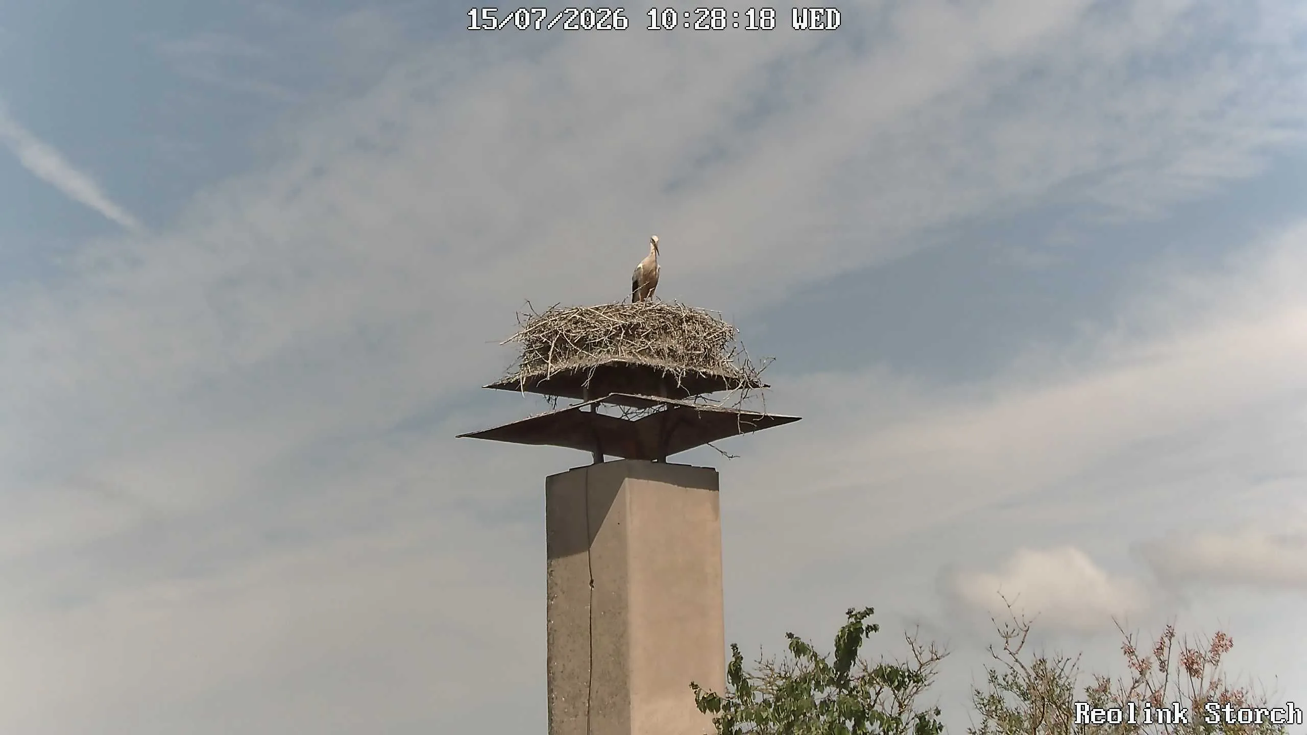 Storchencam Bild