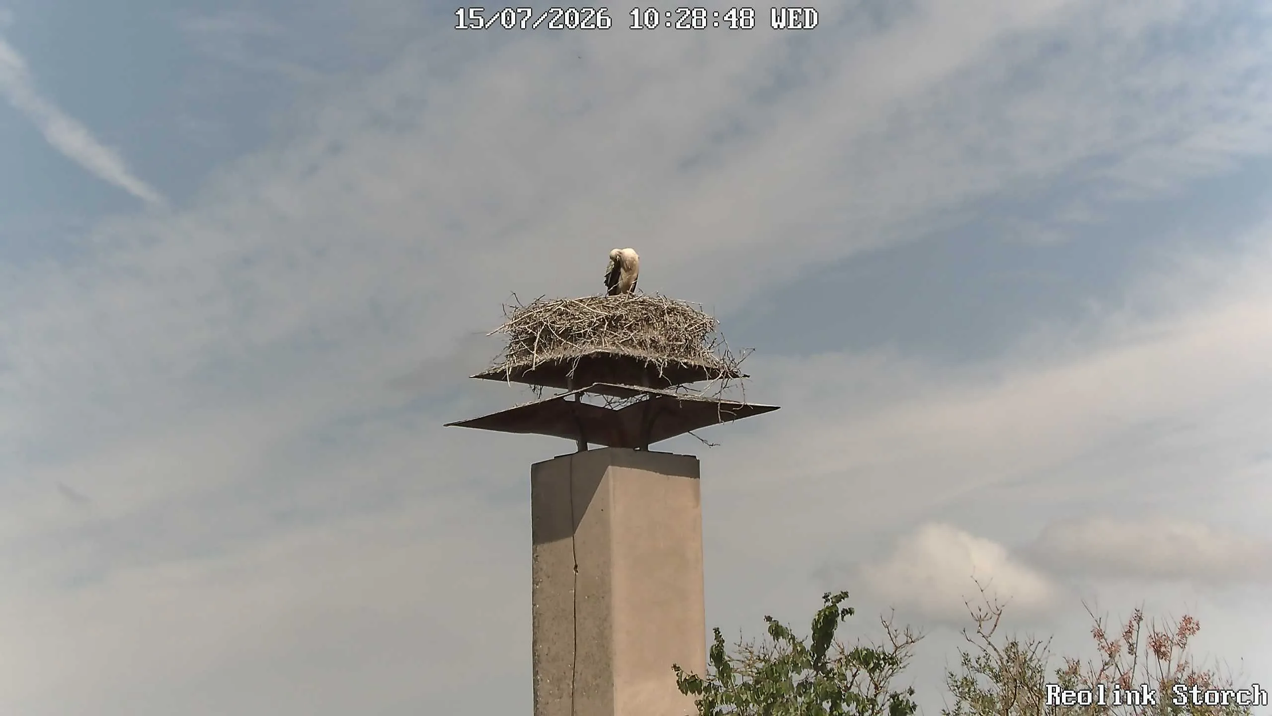 Storchencam Bild
