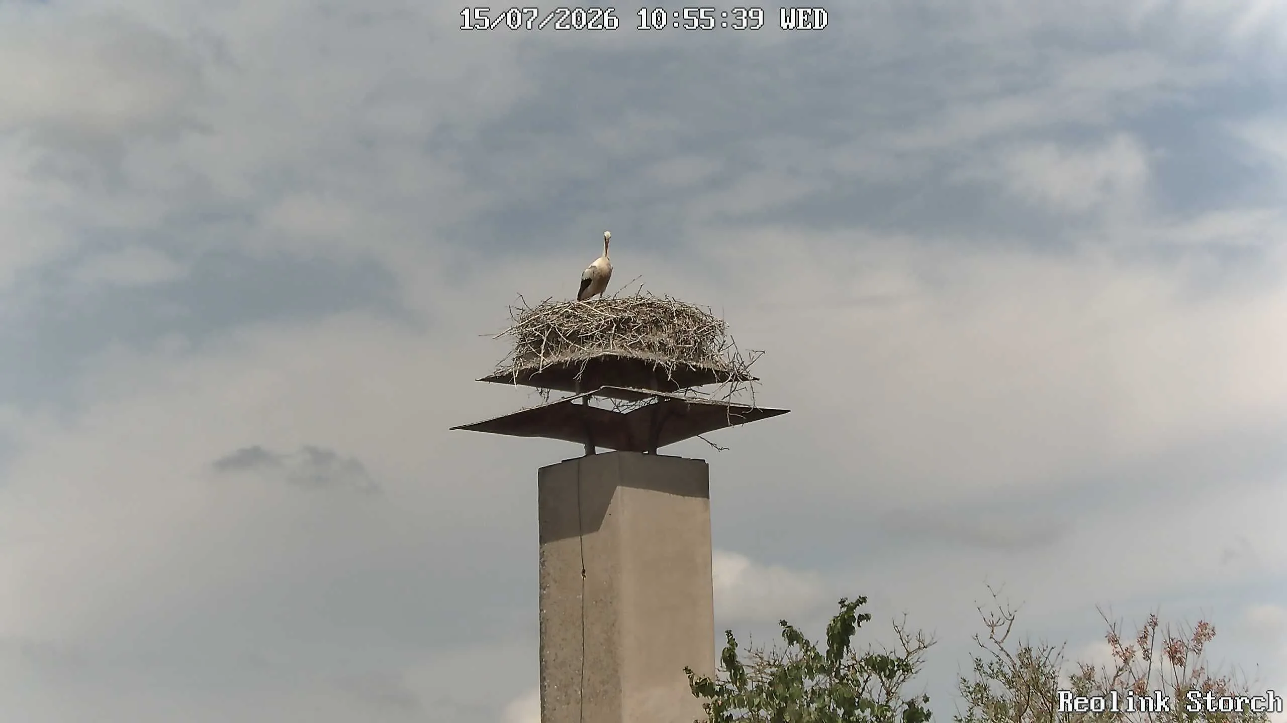 Storchencam Bild