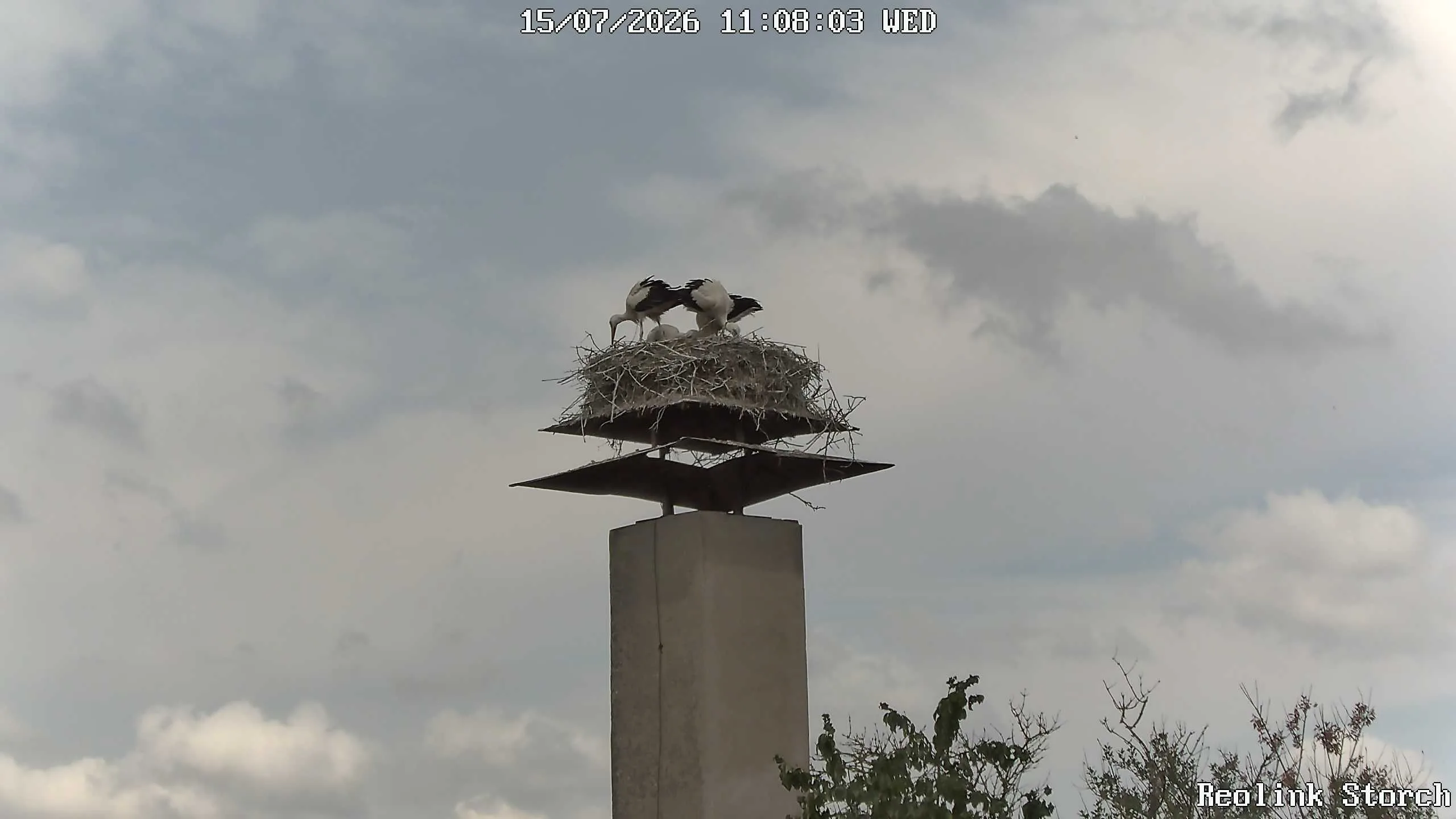Storchencam Bild