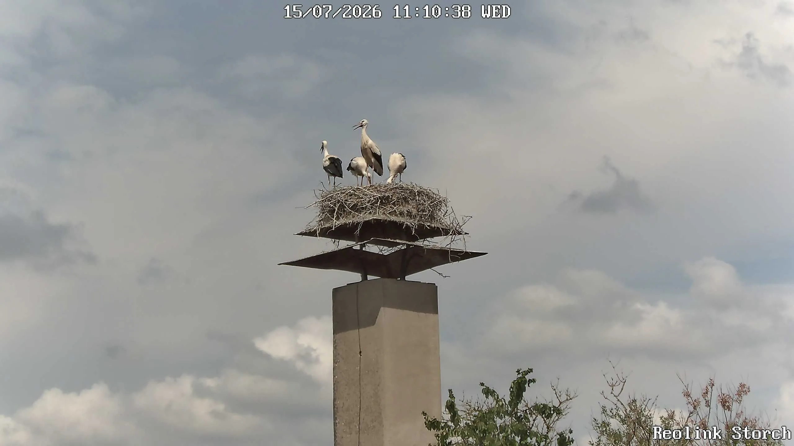 Storchencam Bild
