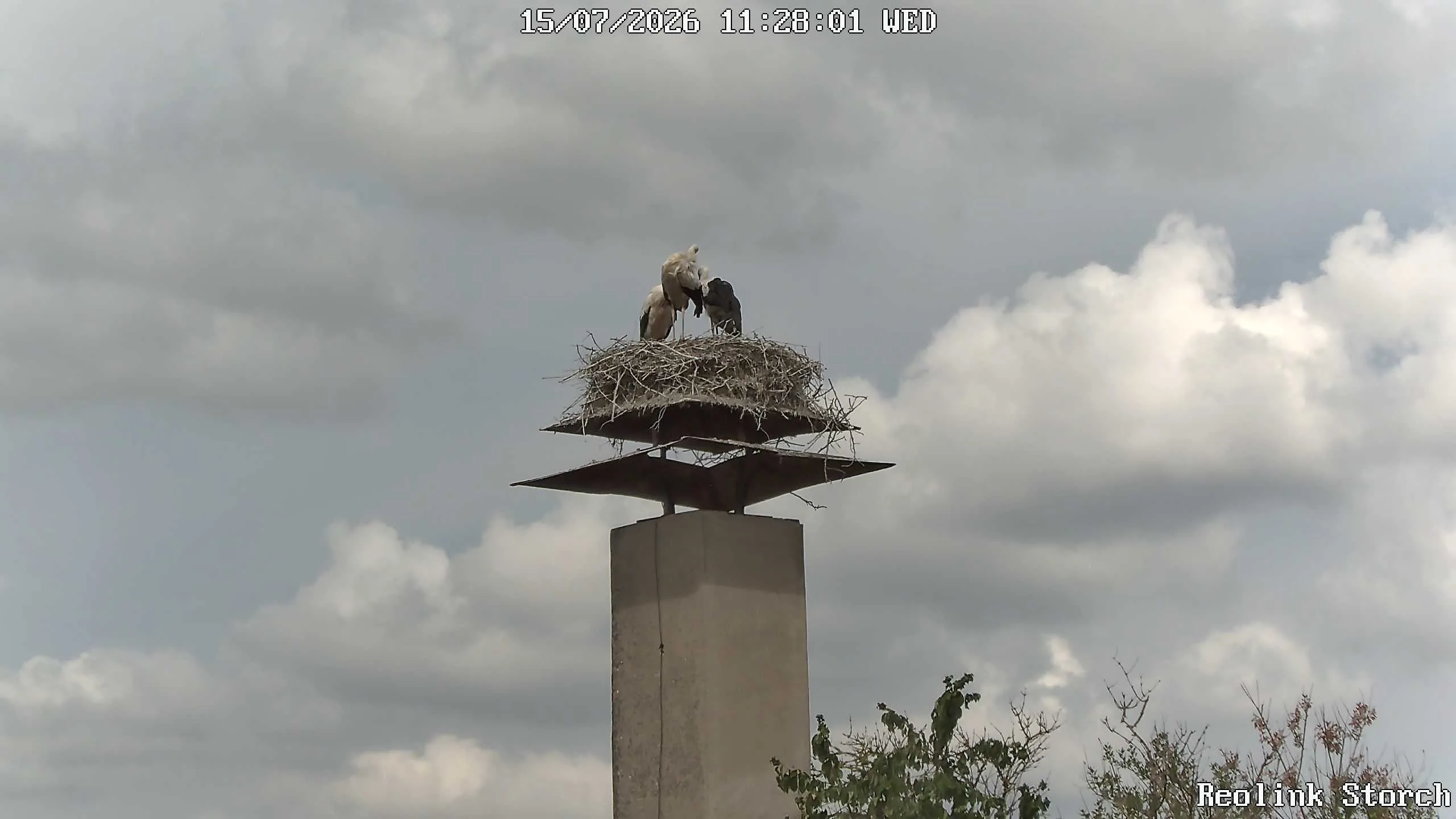 Storchencam Bild