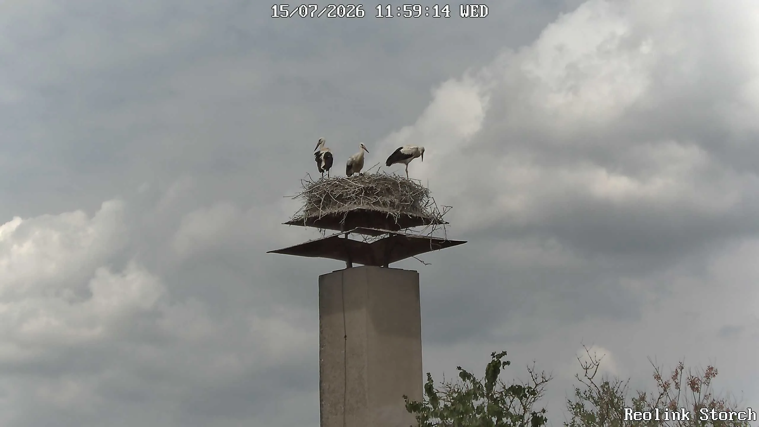 Storchencam Bild