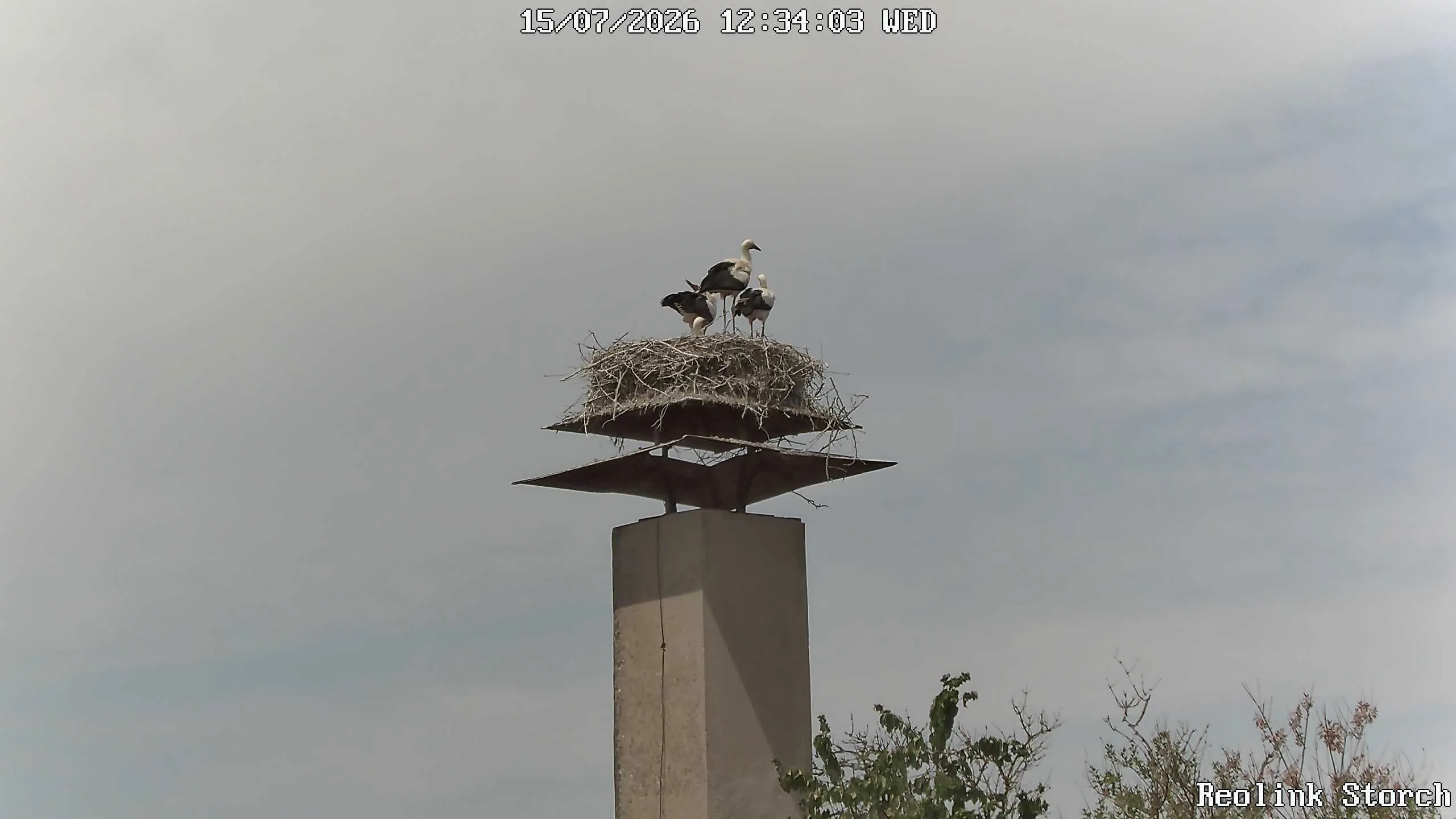 Storchencam Bild