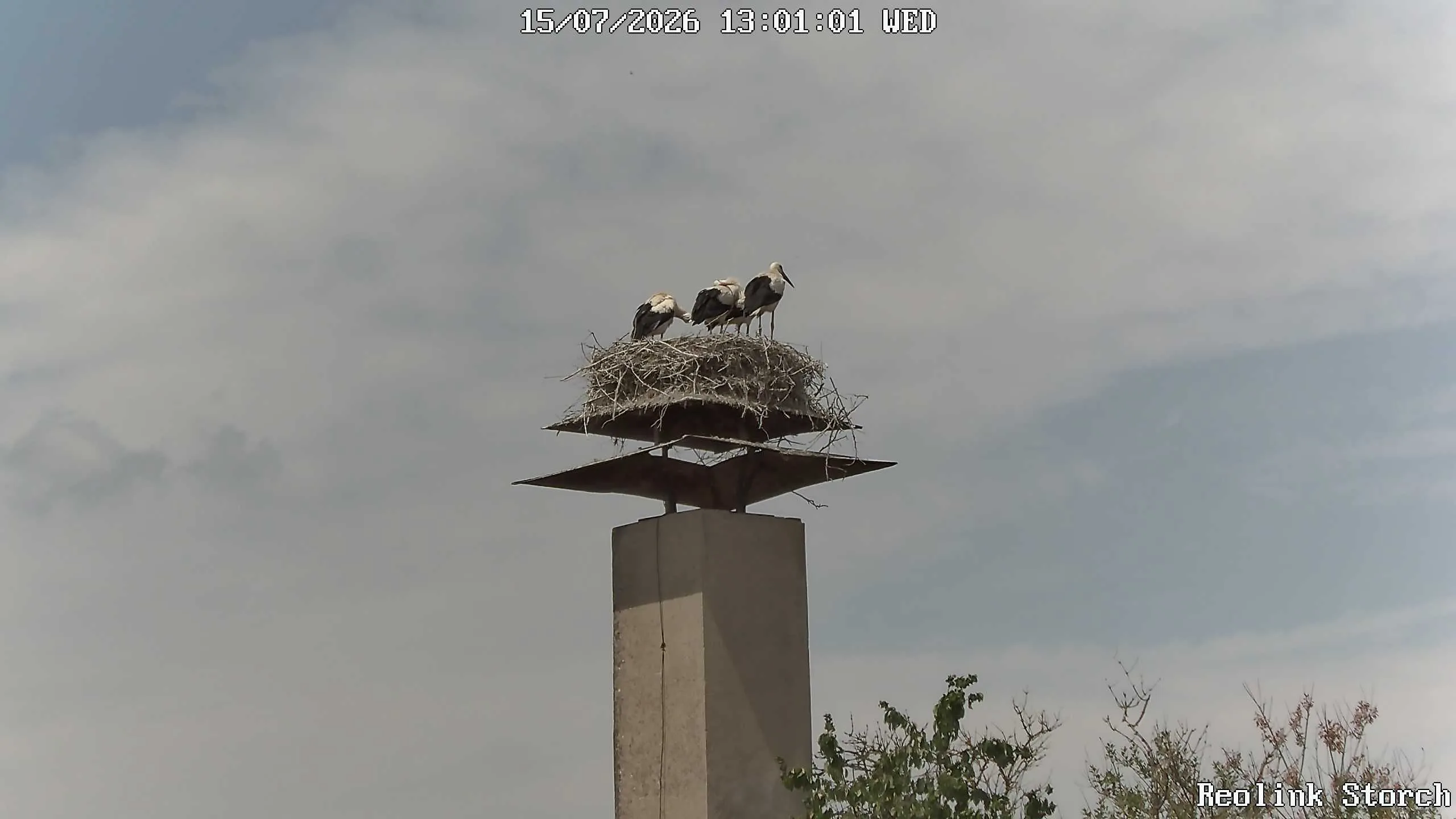Storchencam Bild