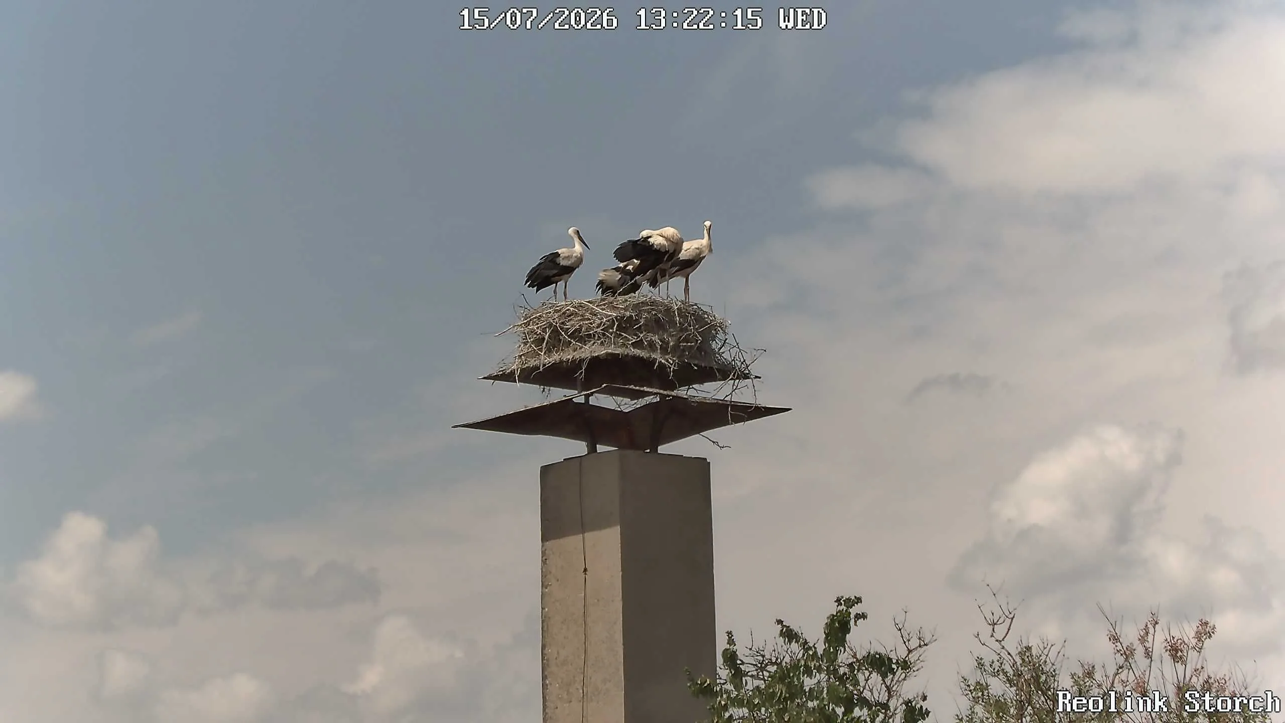Storchencam Bild
