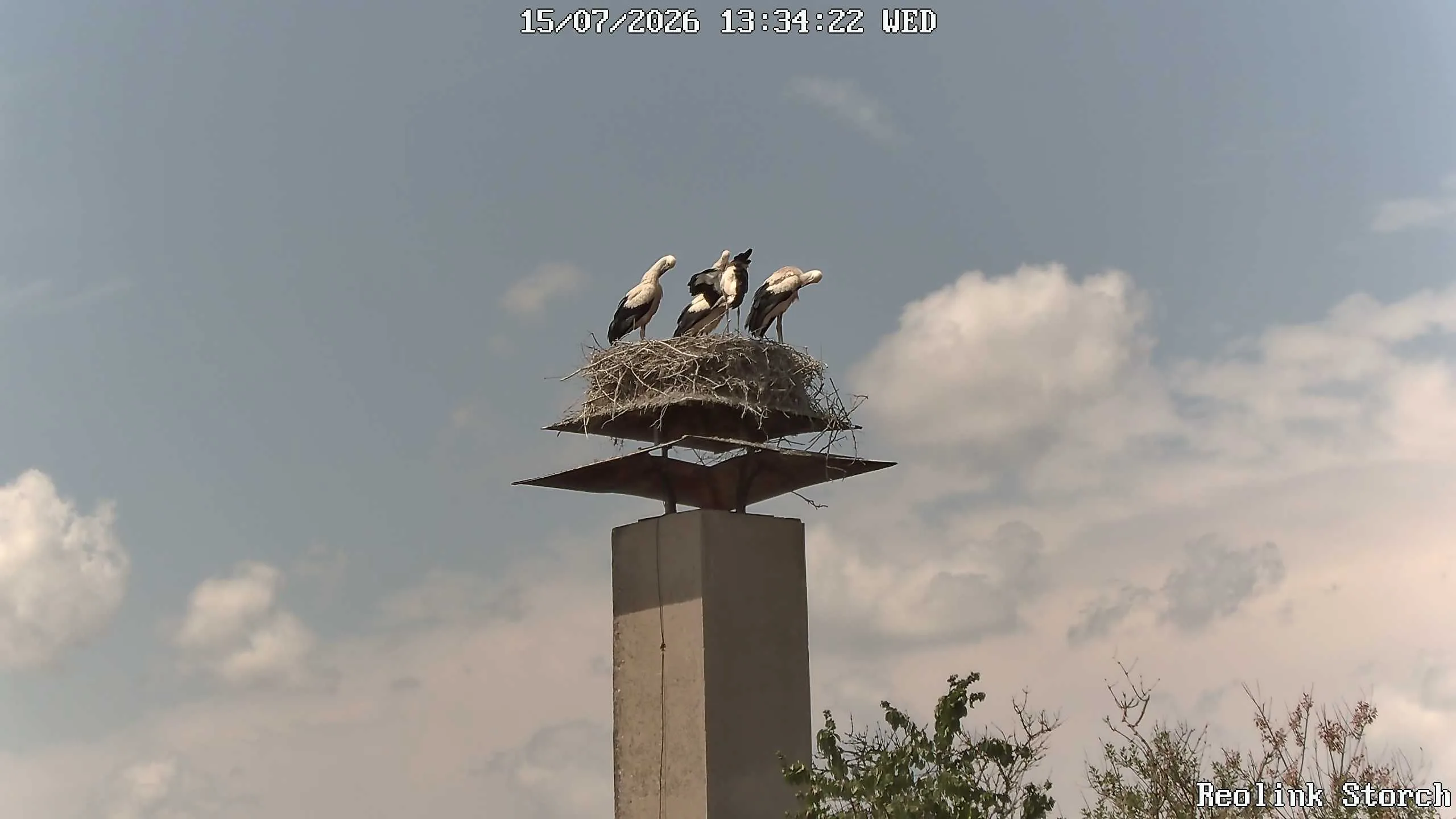 Storchencam Bild