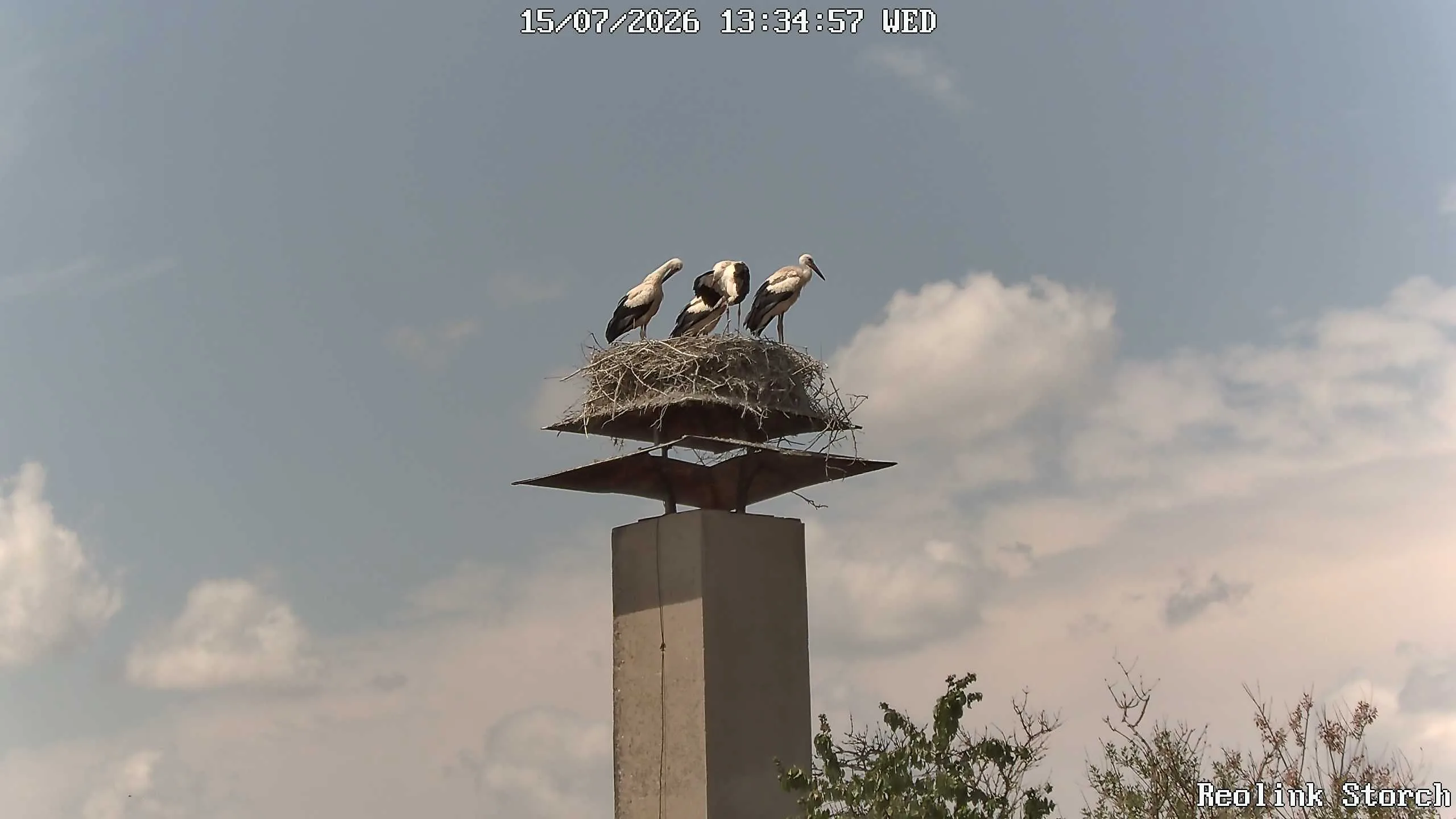 Storchencam Bild