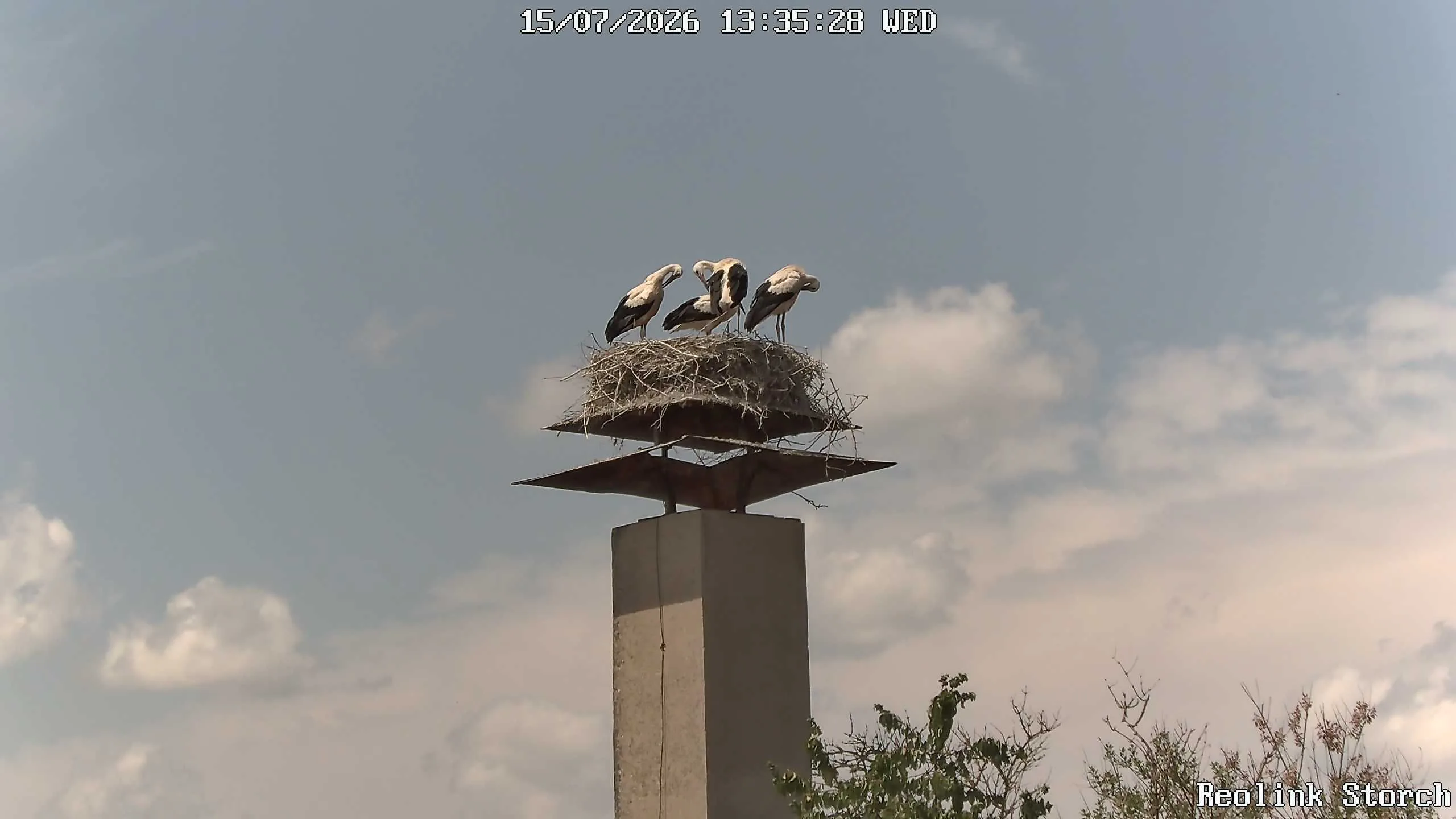 Storchencam Bild