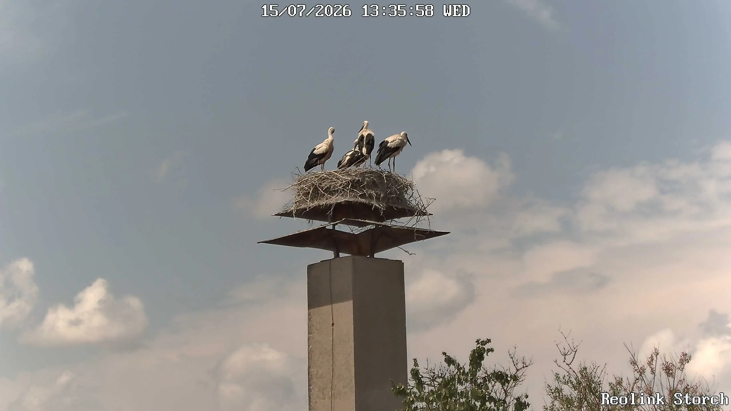 Storchencam Bild