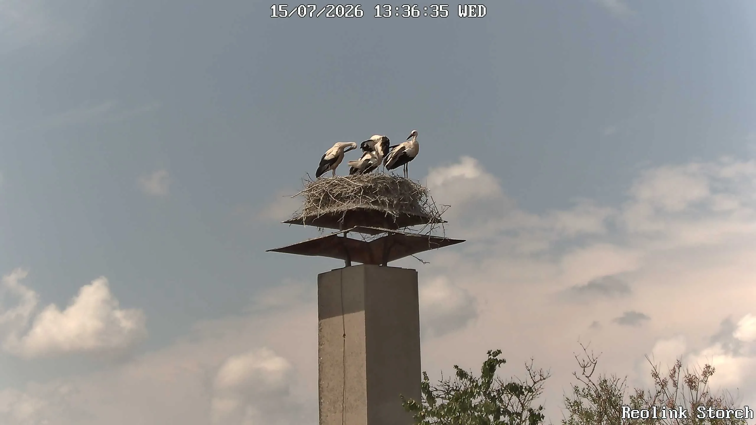 Storchencam Bild
