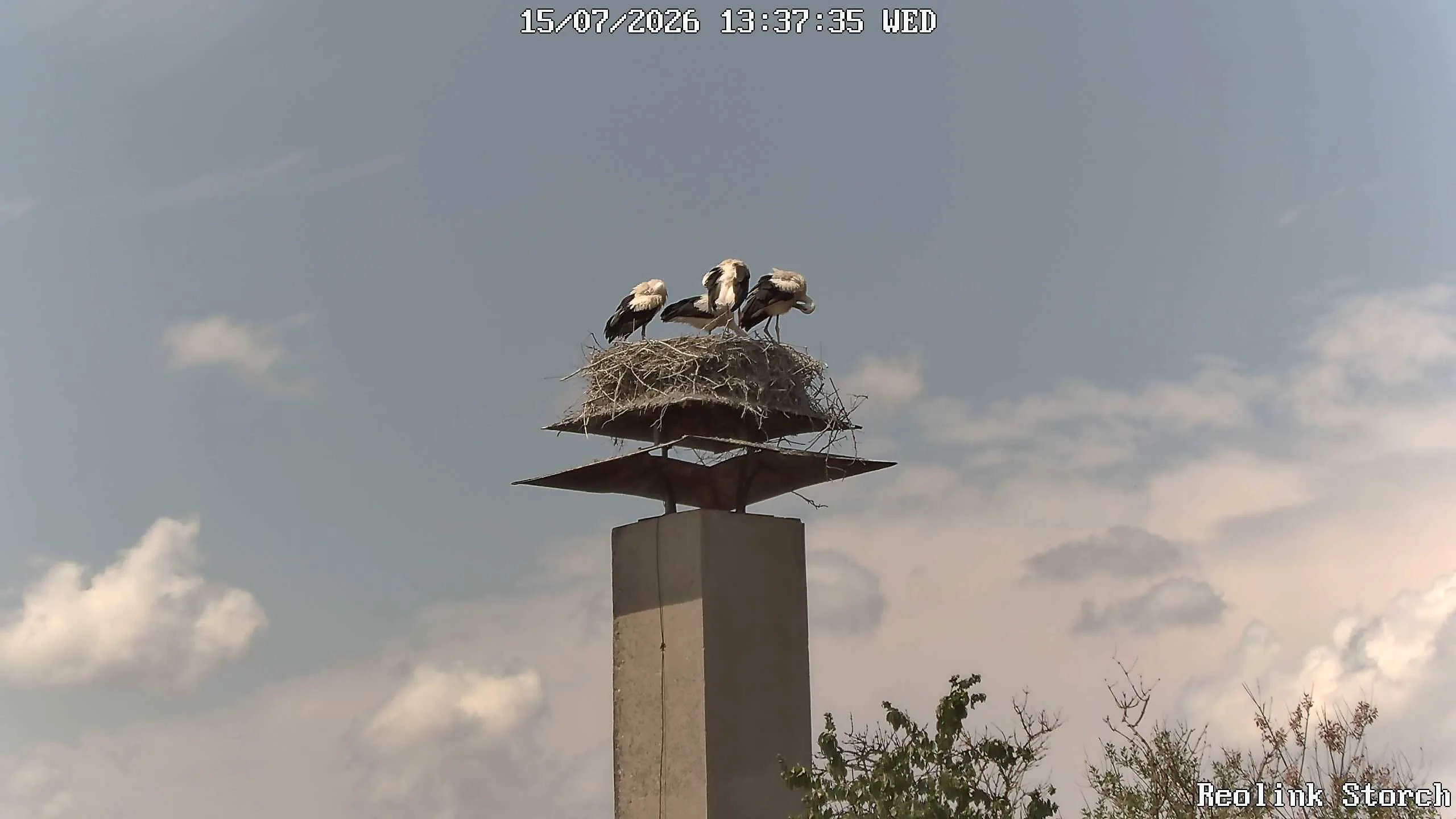 Storchencam Bild