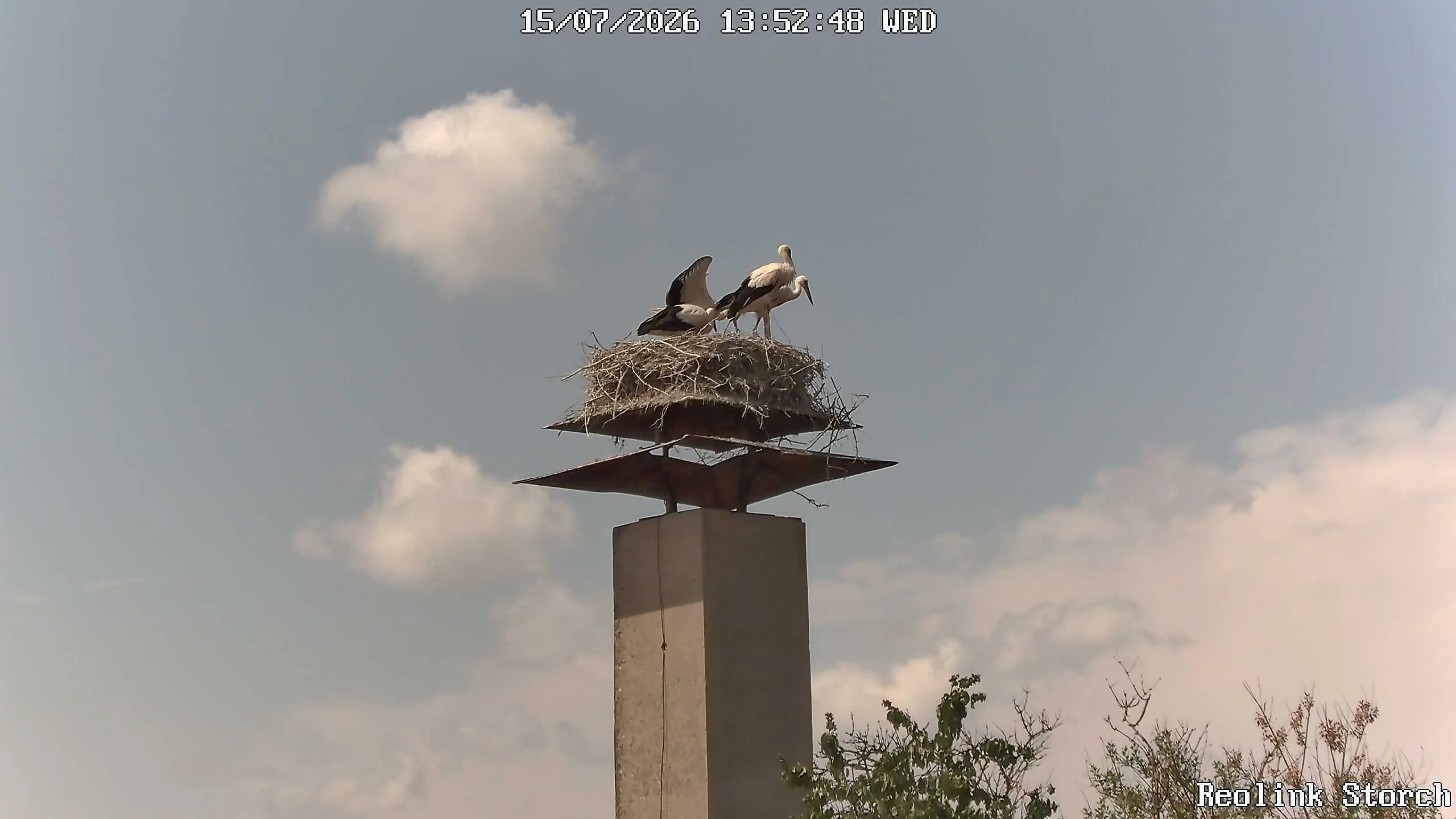 Storchencam Bild