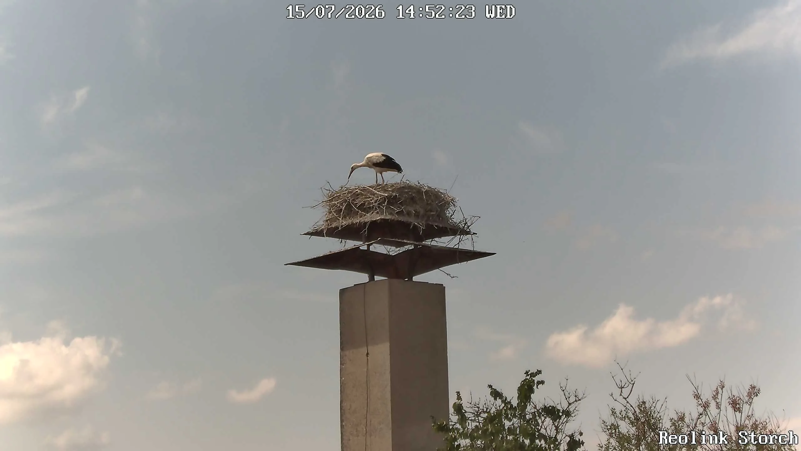 Storchencam Bild