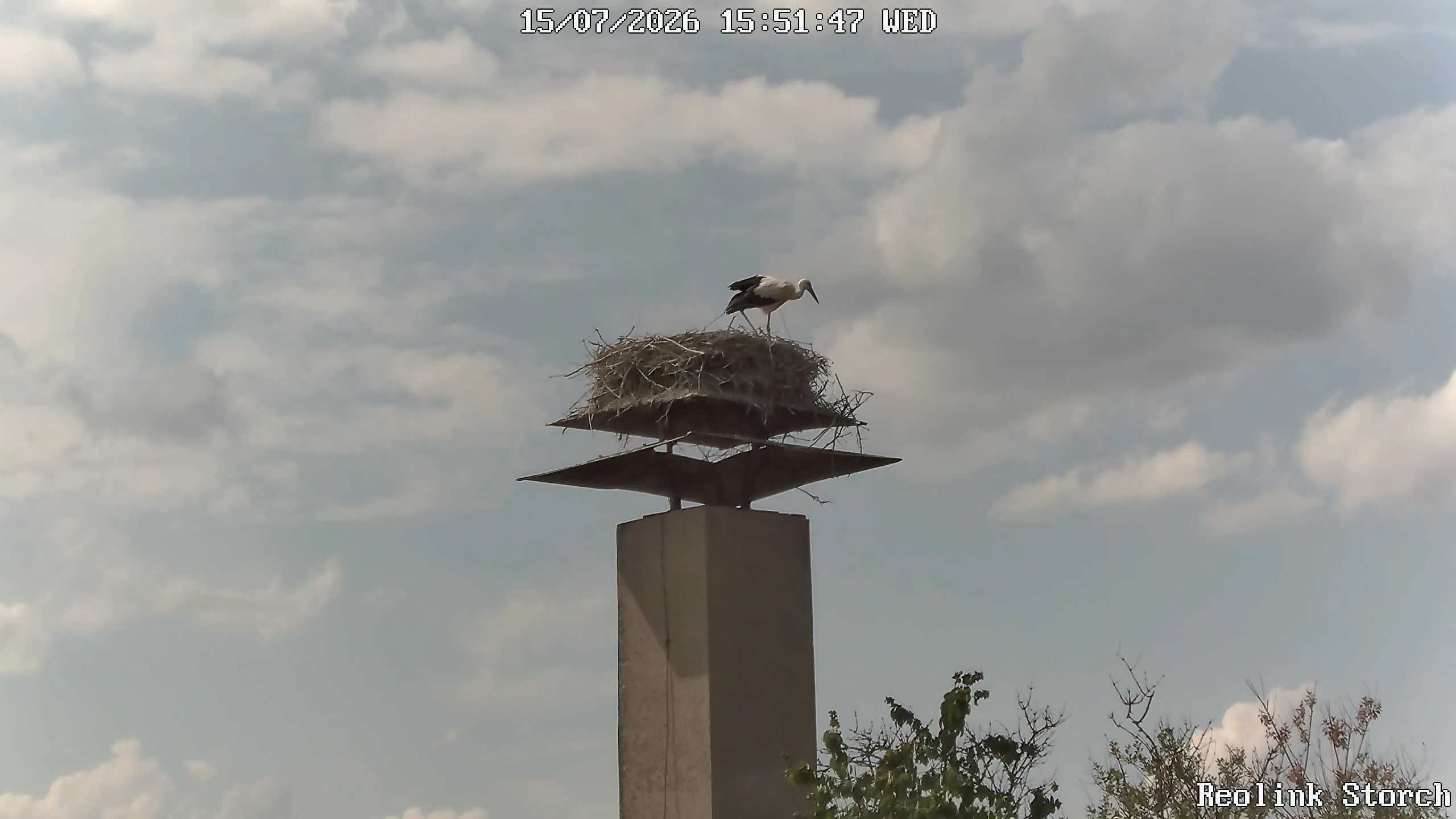 Storchencam Bild