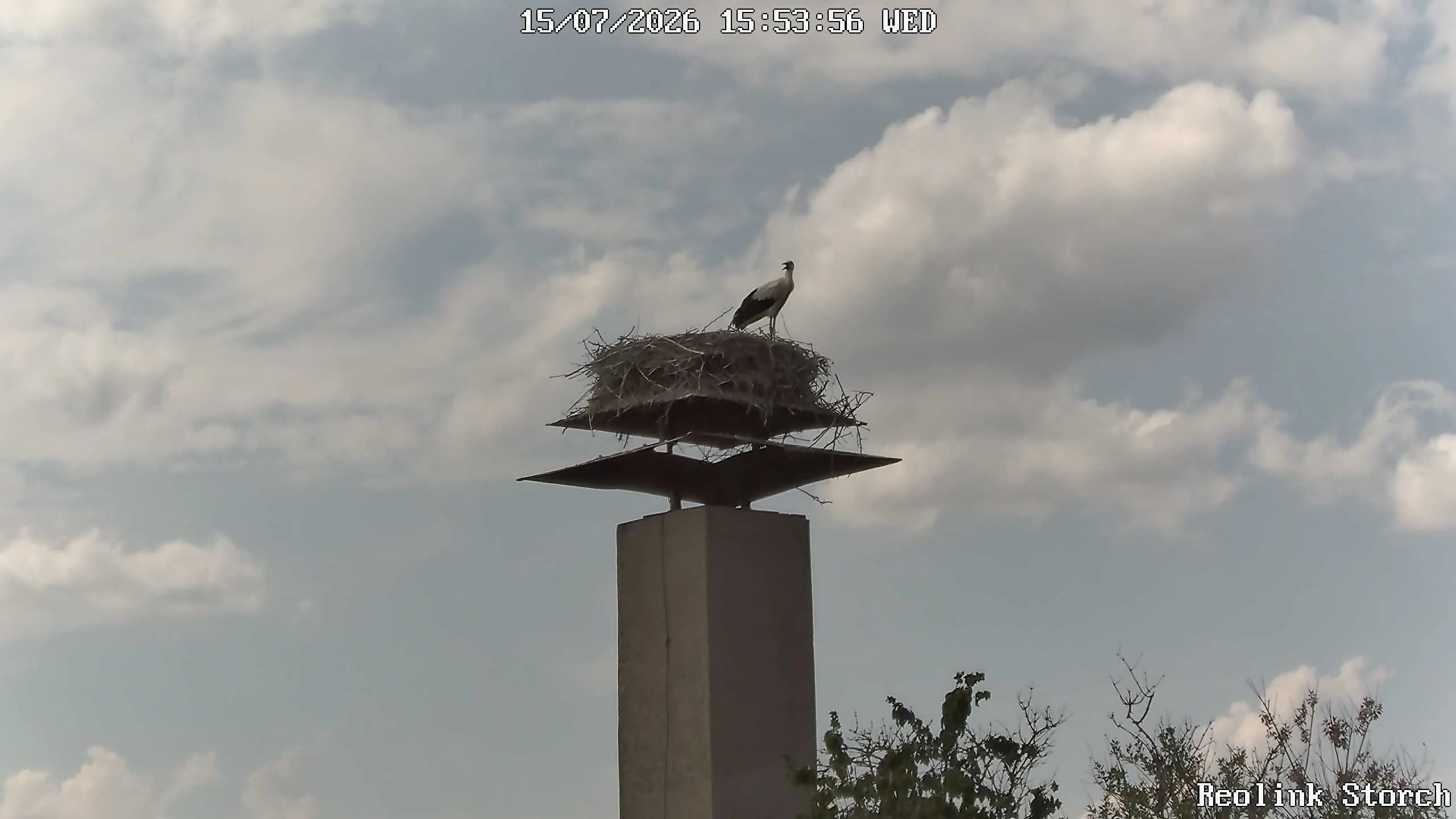 Storchencam Bild