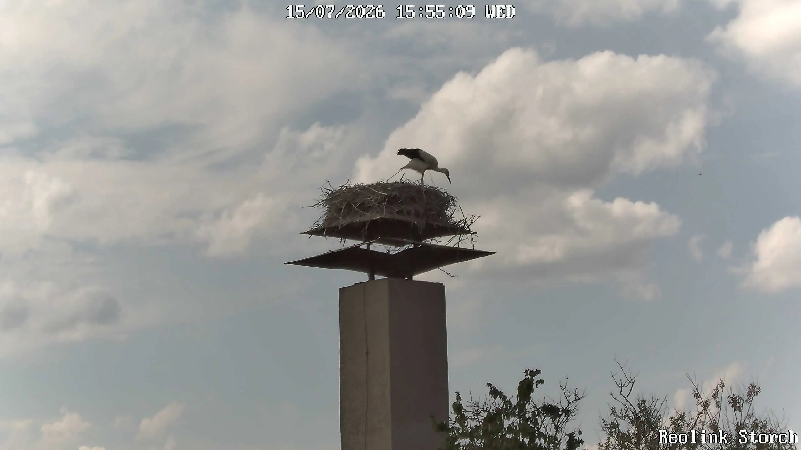 Storchencam Bild