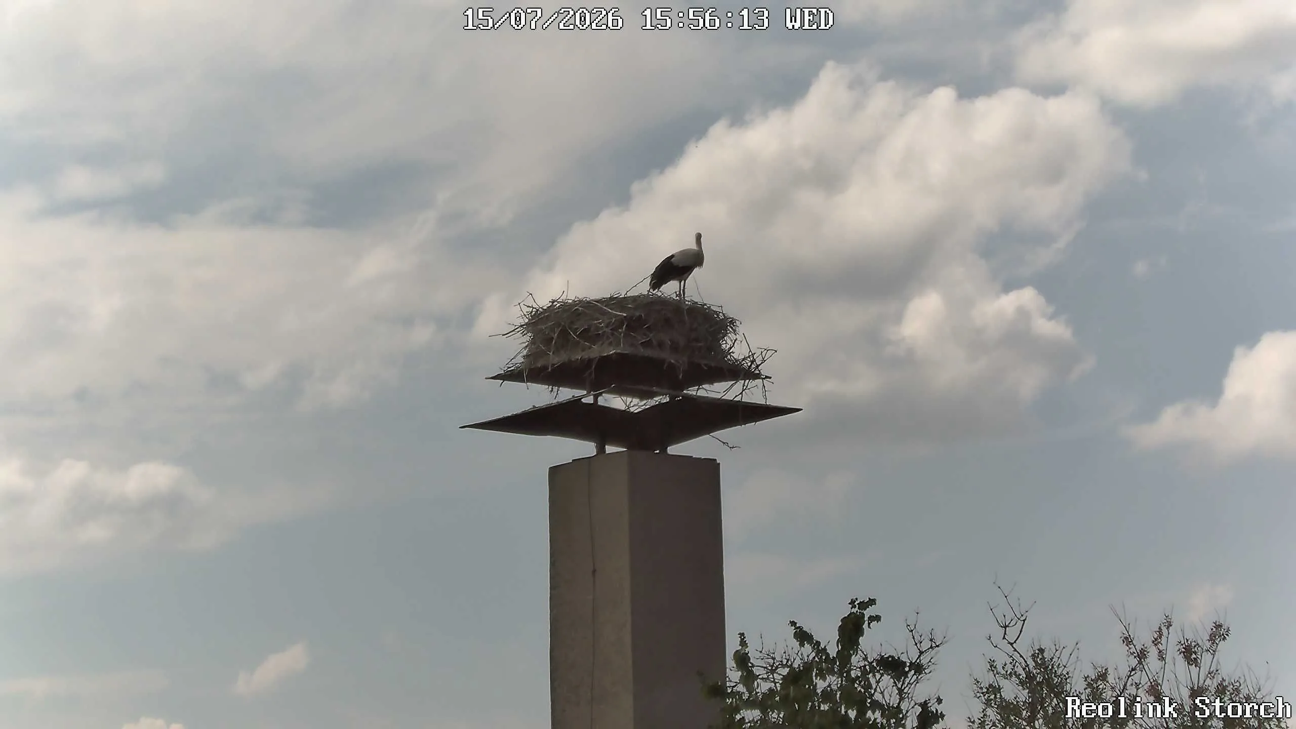 Storchencam Bild