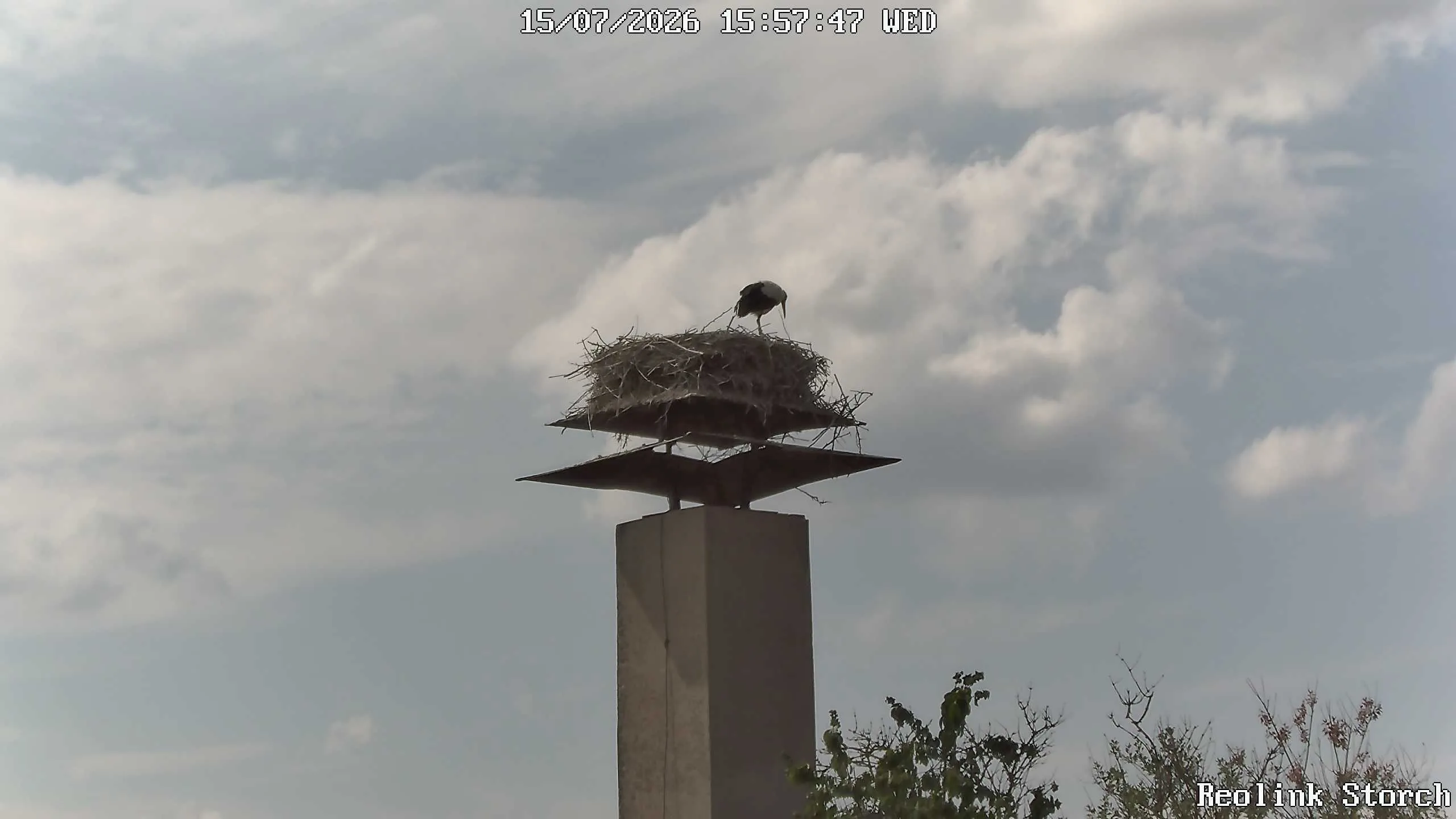 Storchencam Bild