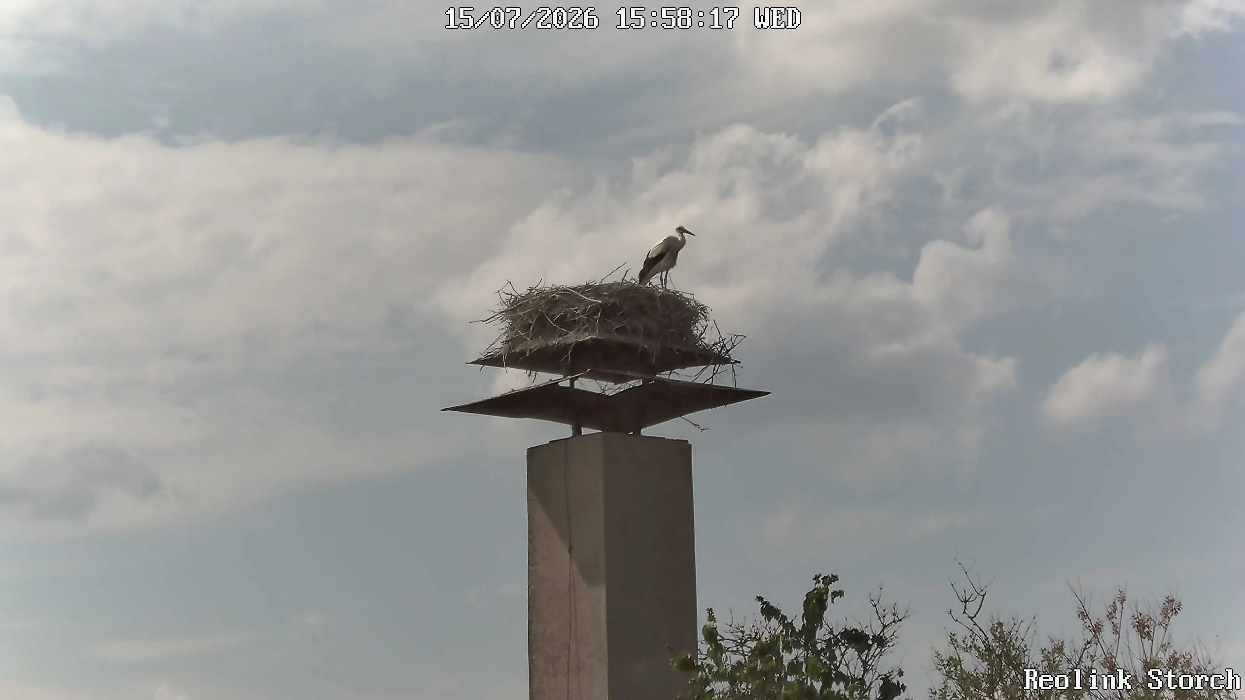 Storchencam Bild