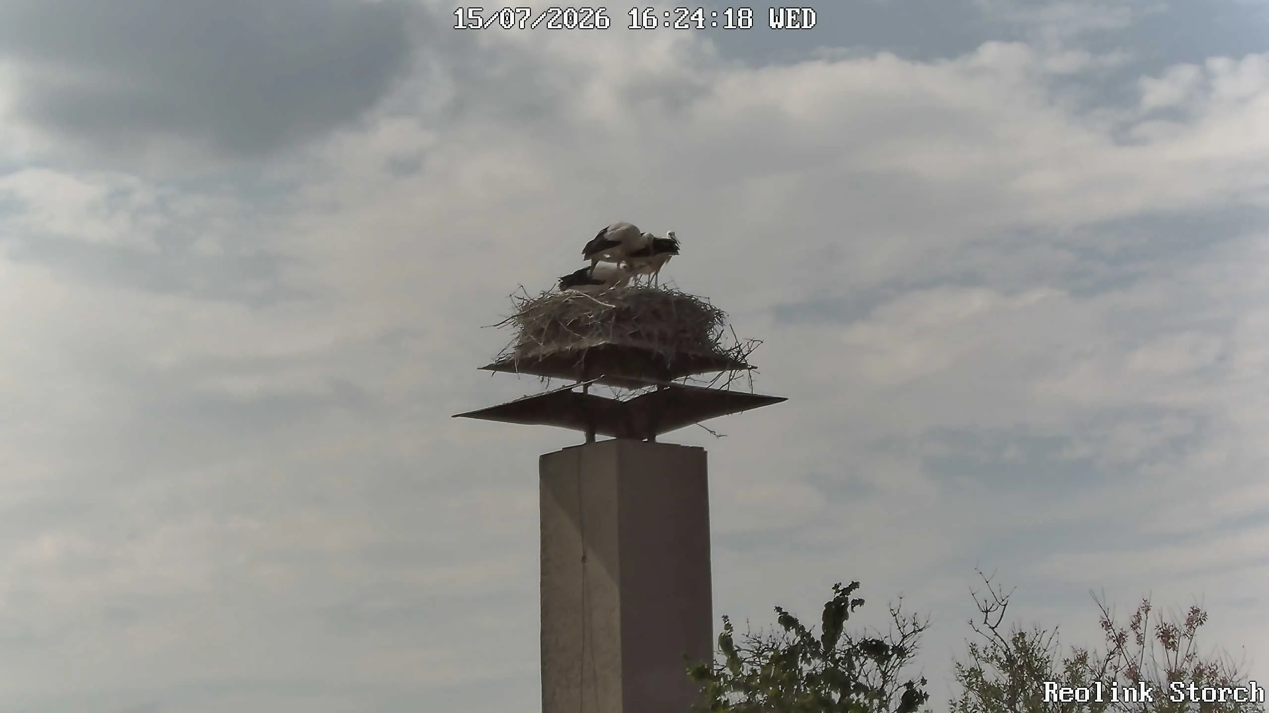 Storchencam Bild