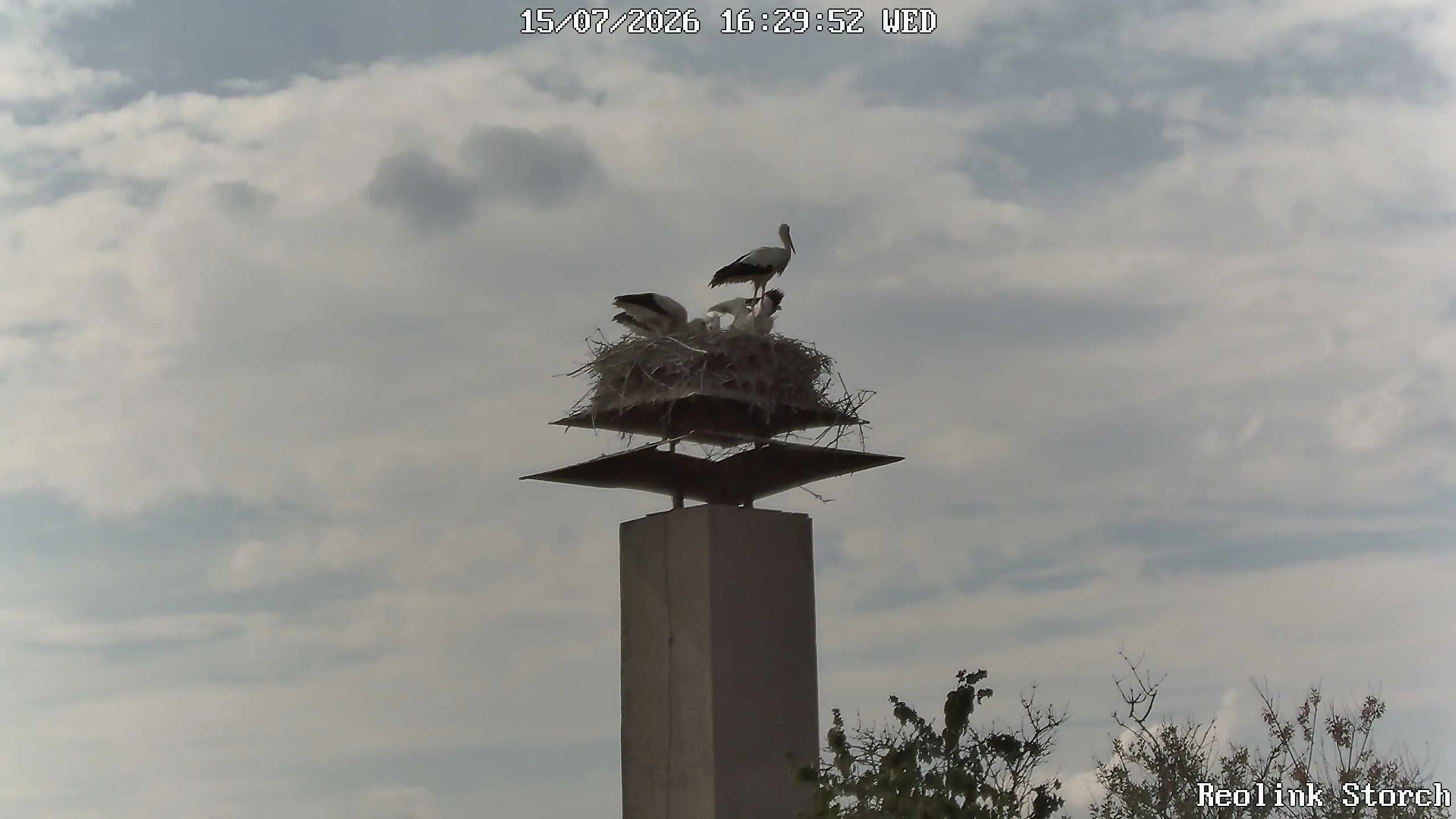 Storchencam Bild