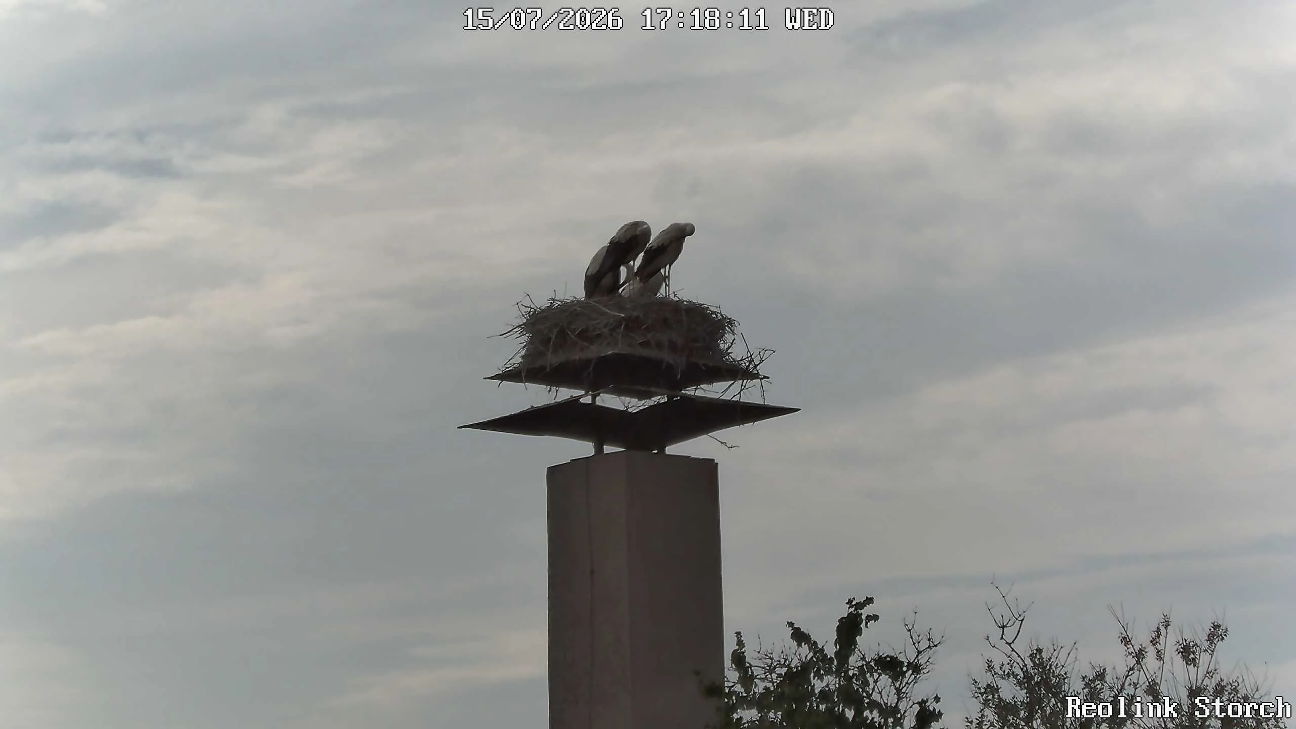 Storchencam Bild