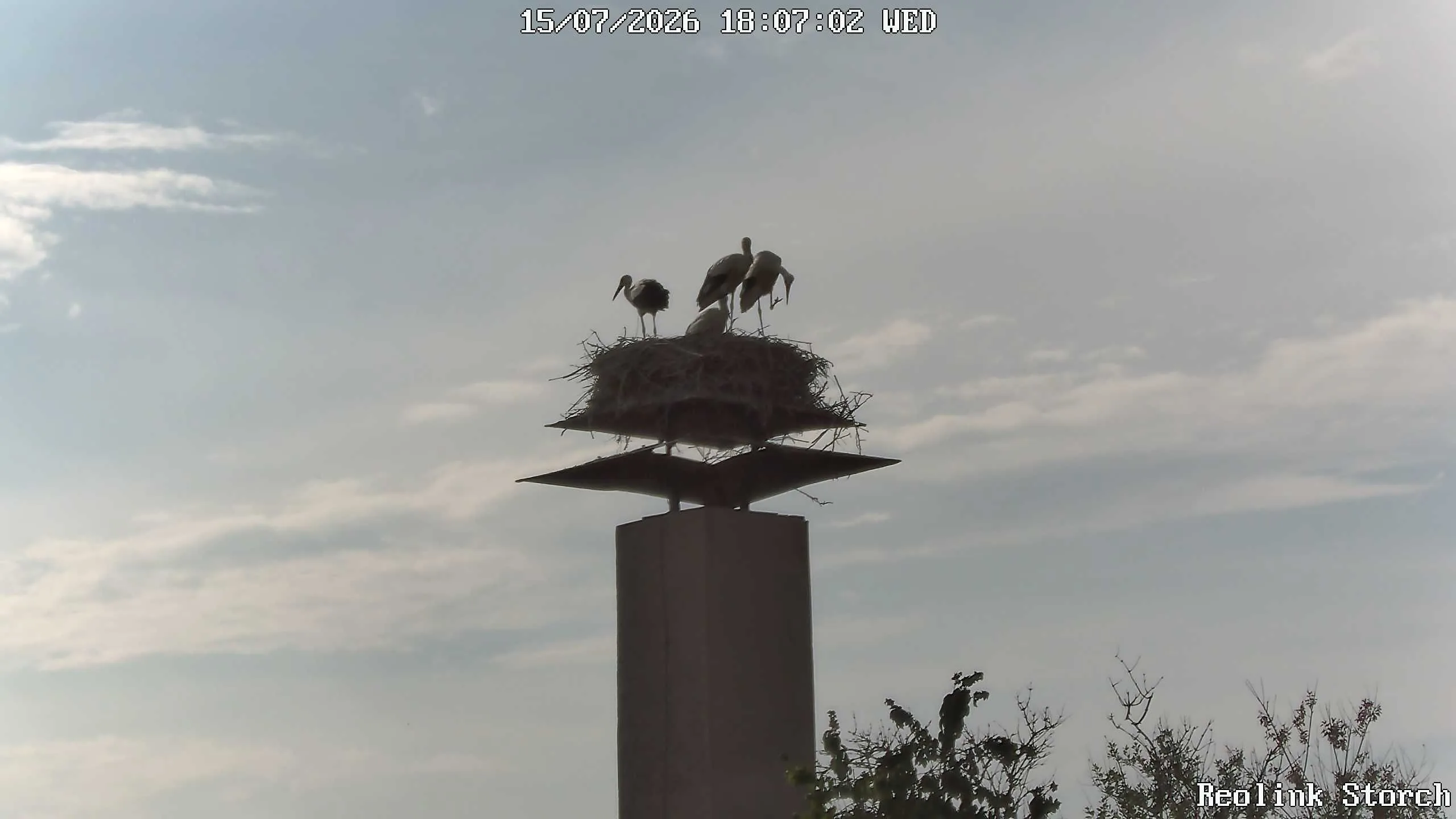 Storchencam Bild