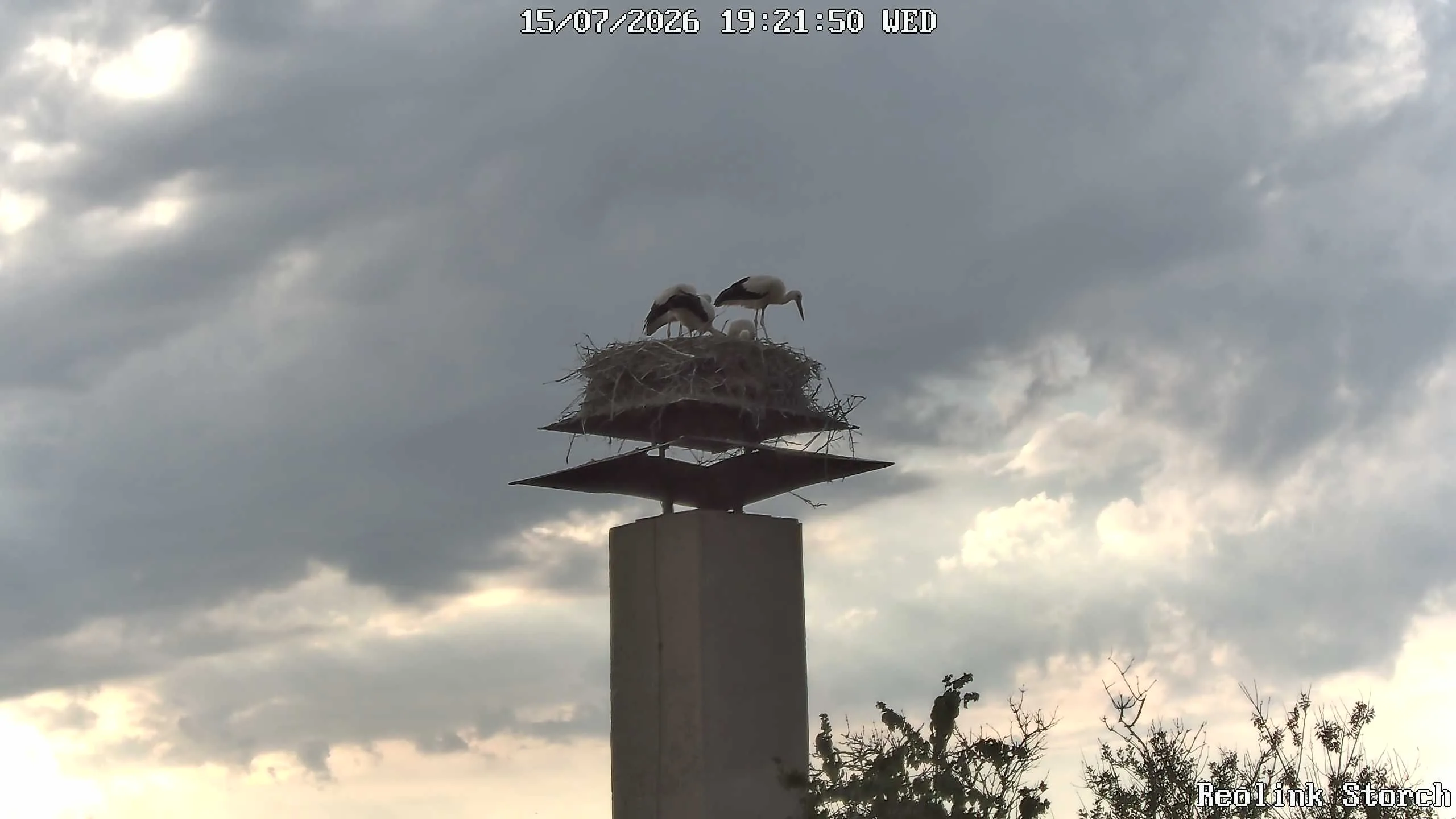 Storchencam Bild