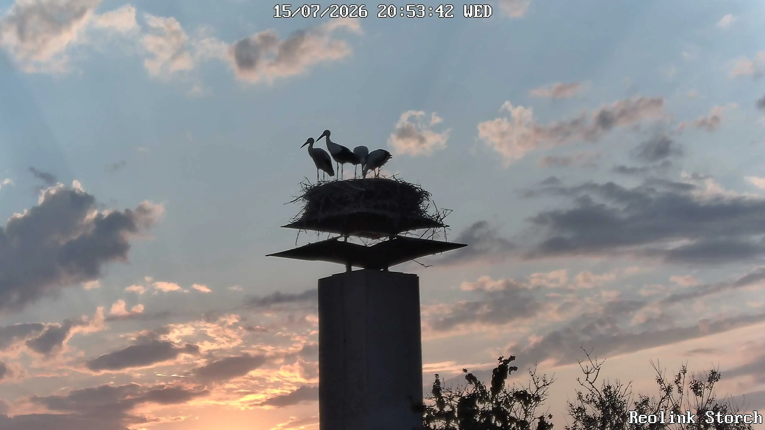 Storchencam Bild