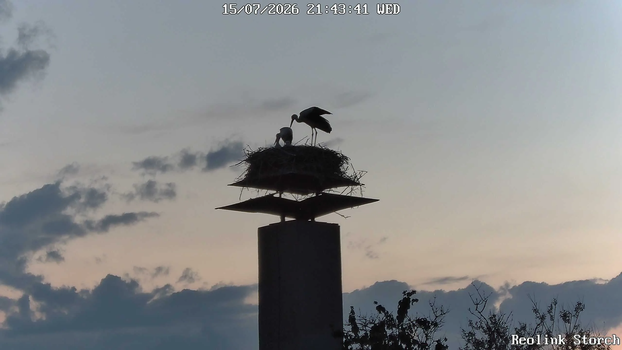 Storchencam Bild
