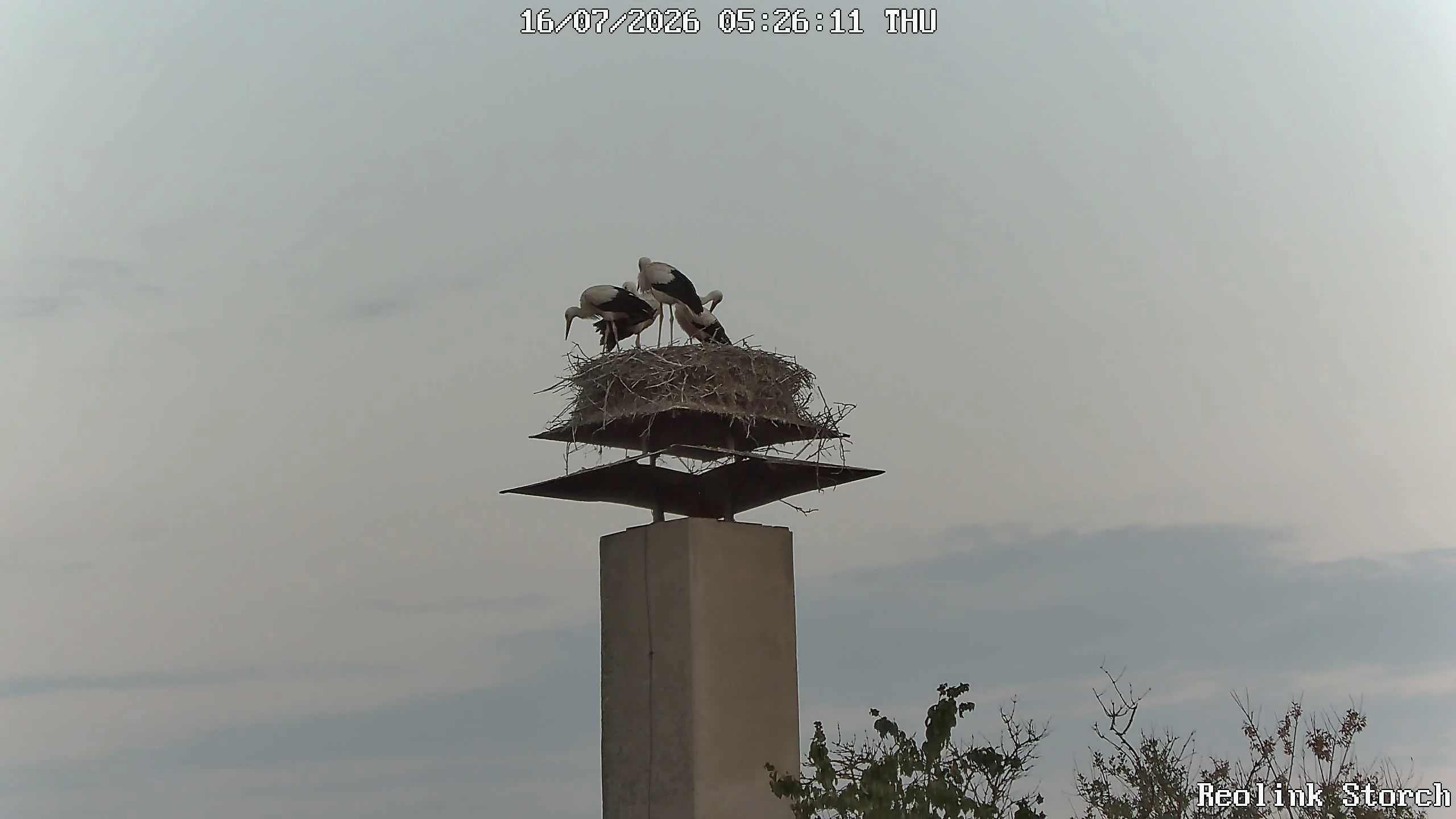 Storchencam Bild