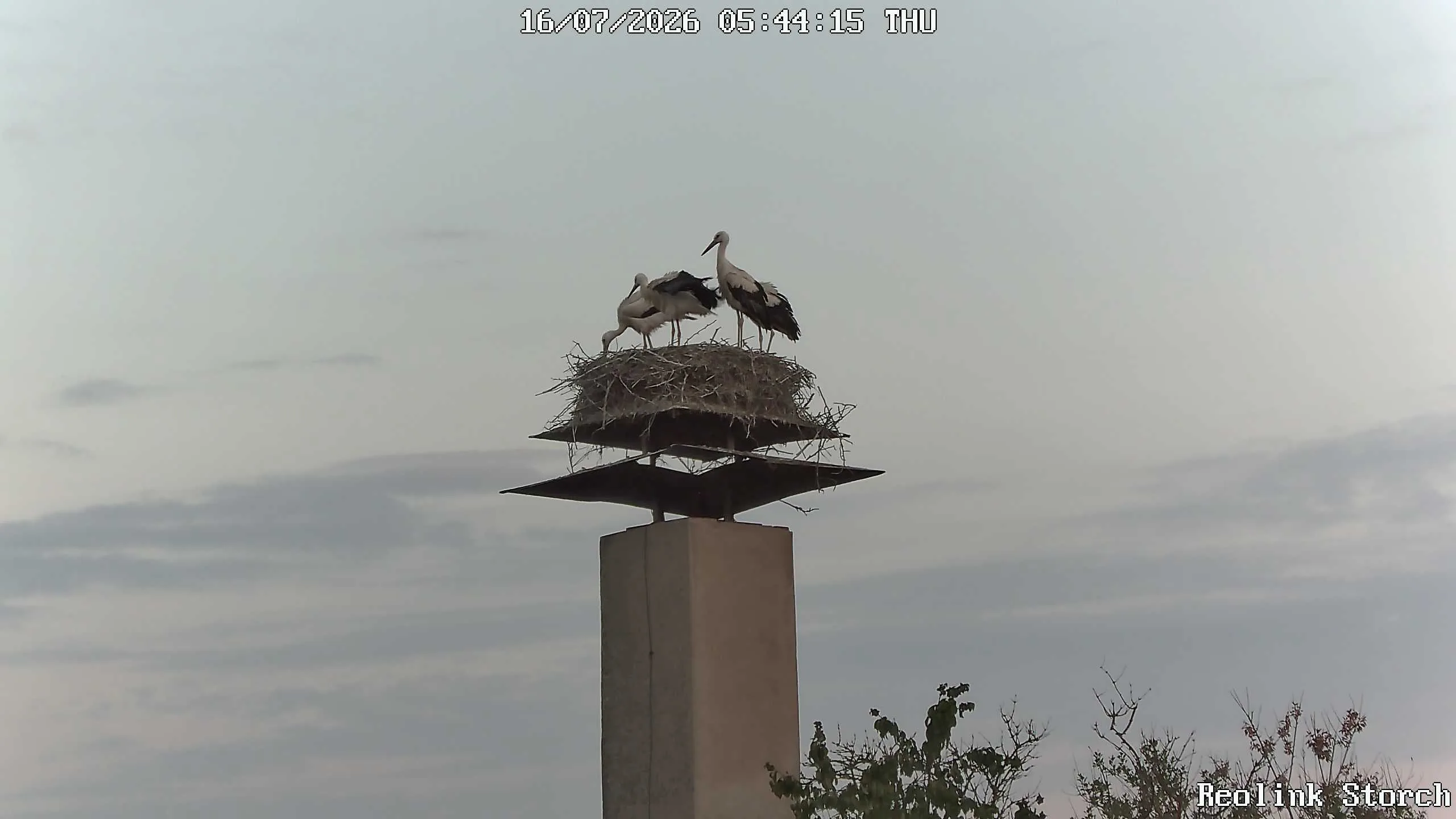 Storchencam Bild
