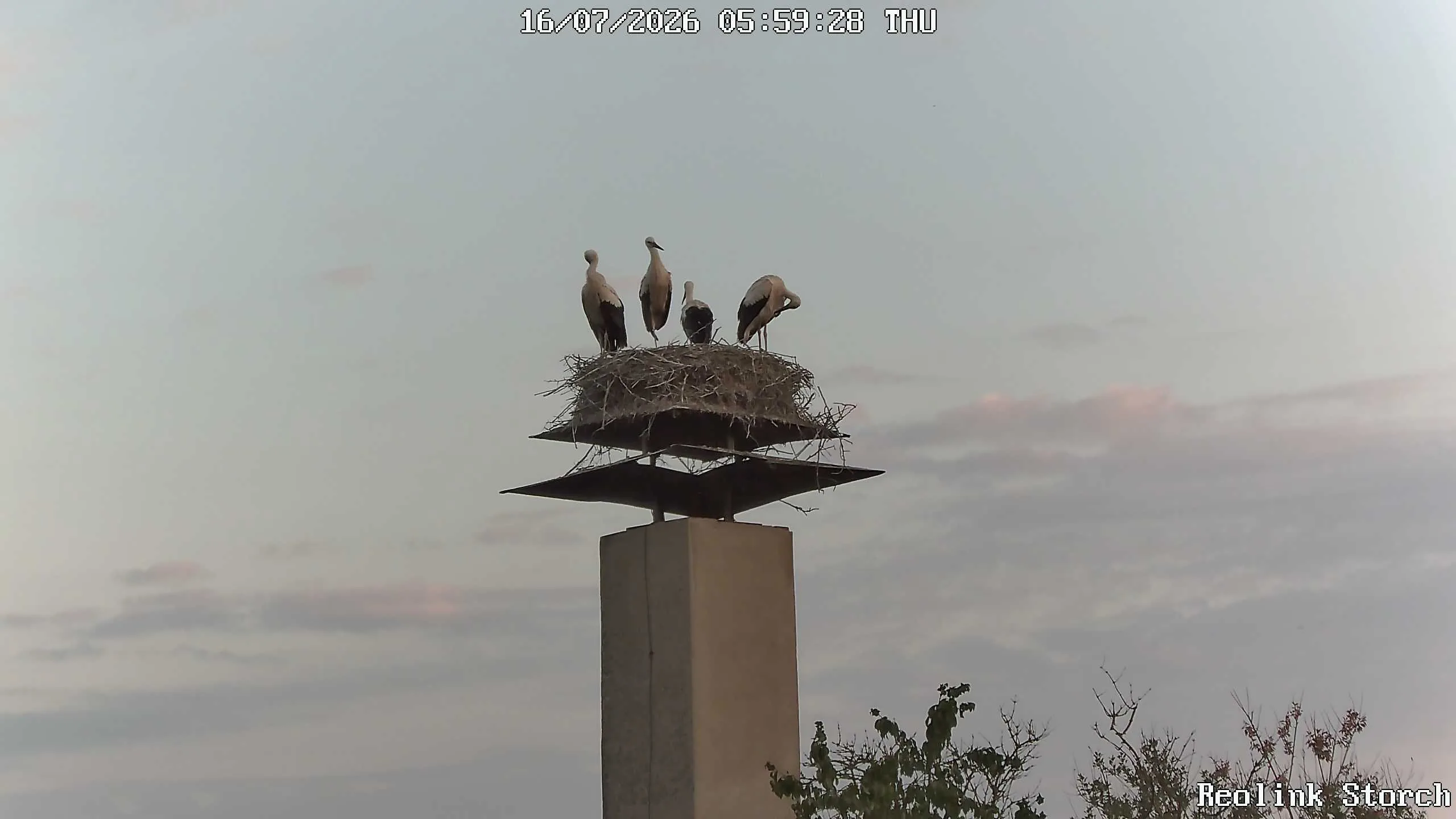 Storchencam Bild