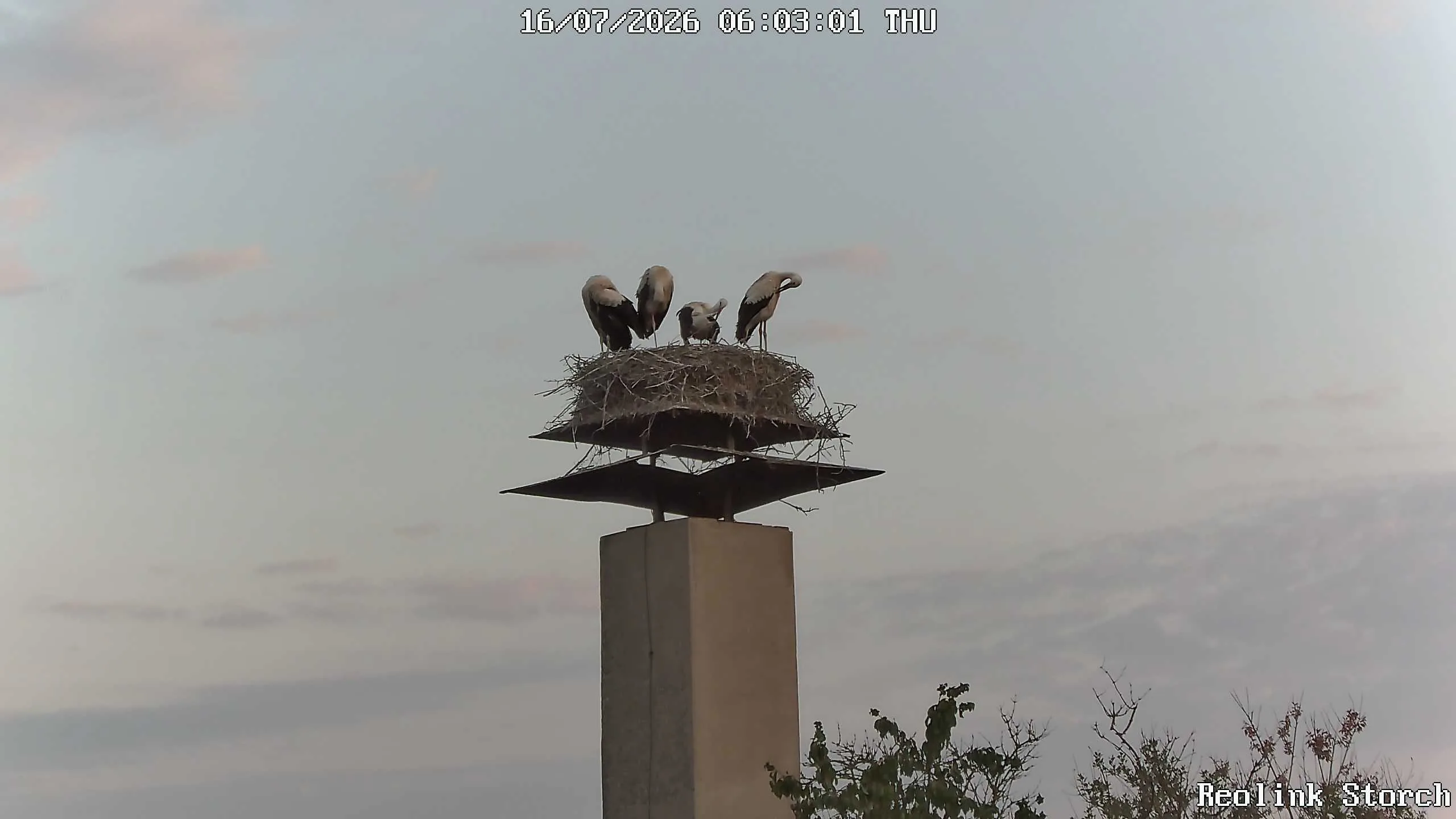 Storchencam Bild
