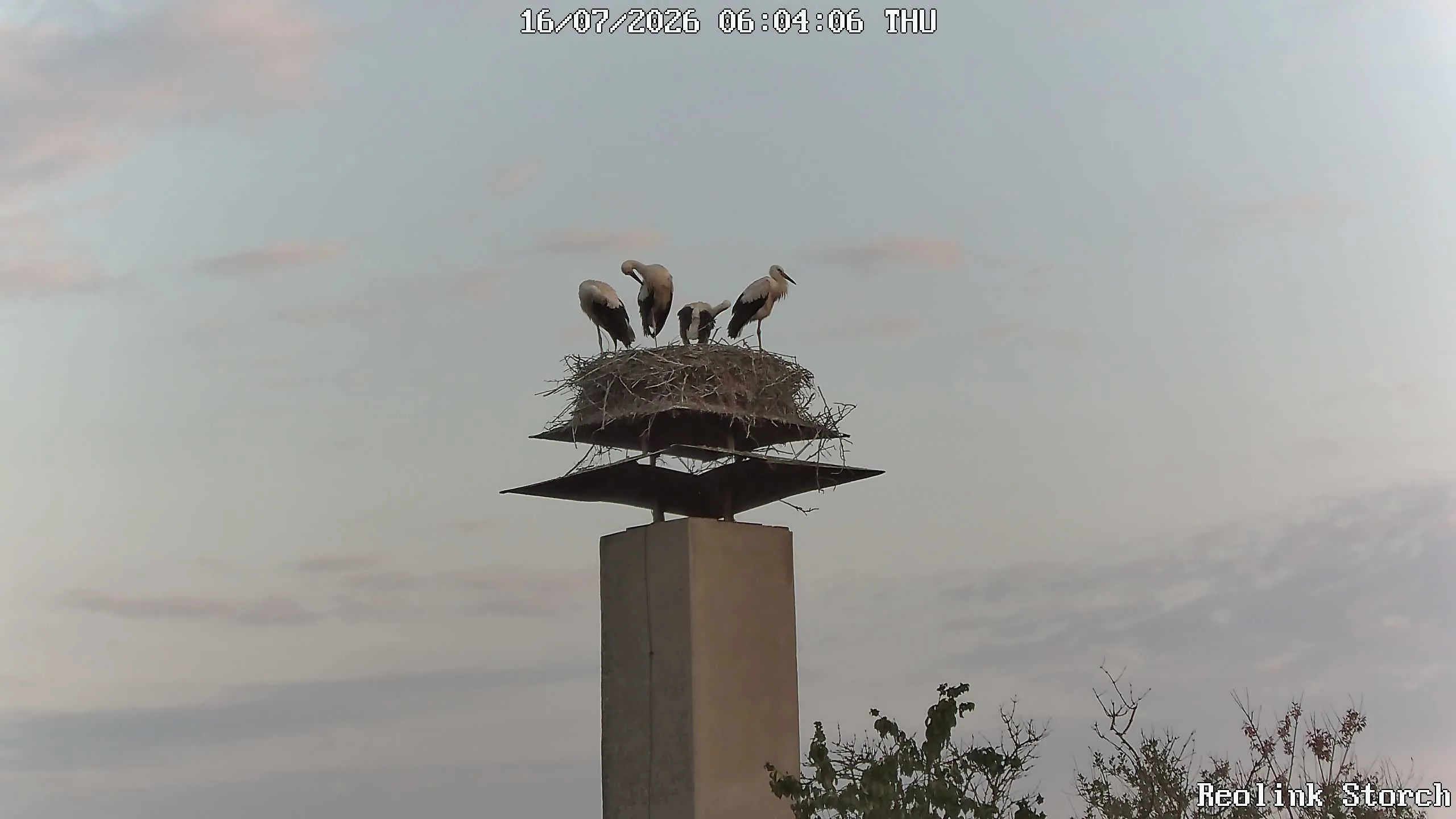 Storchencam Bild