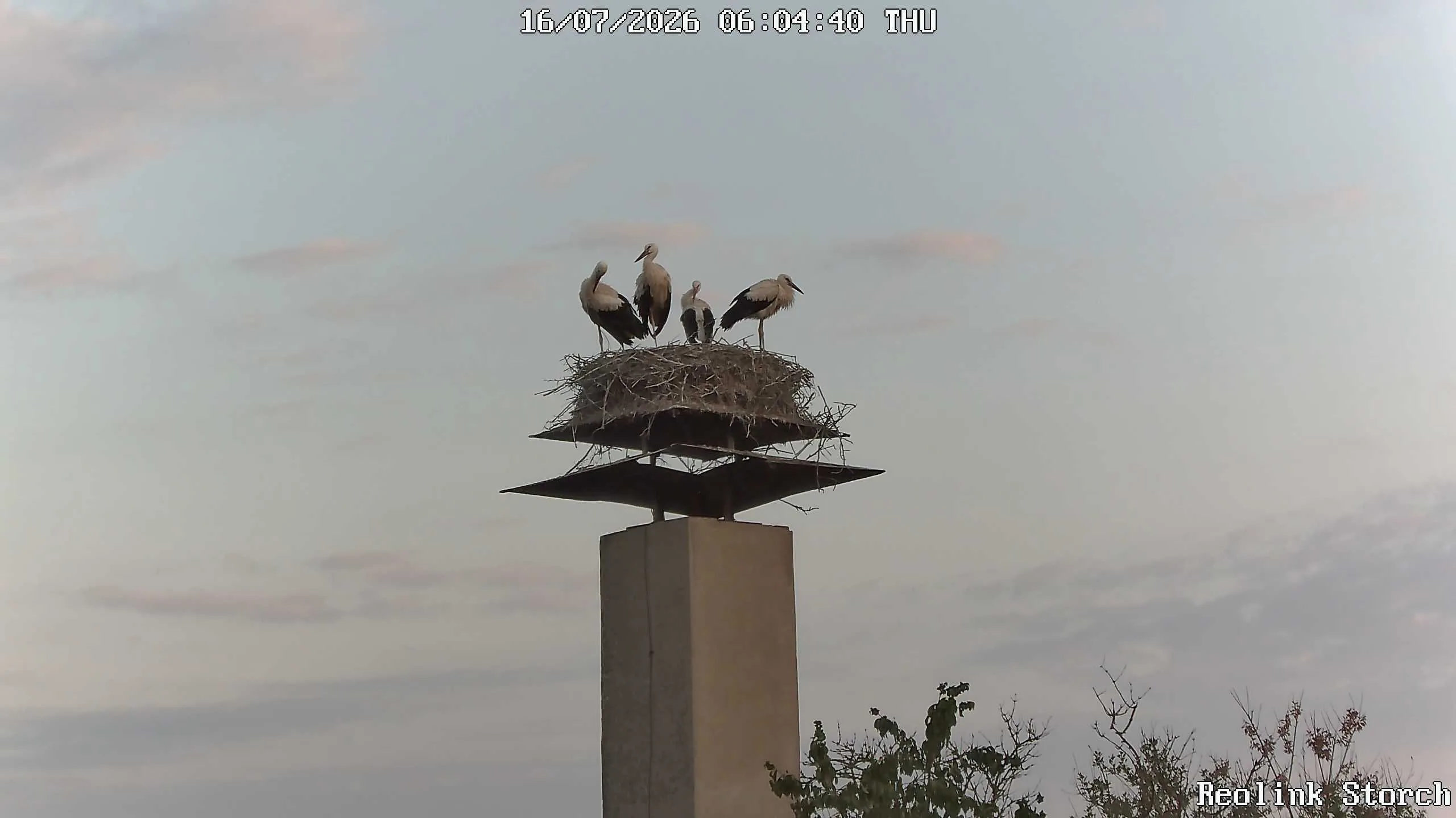 Storchencam Bild