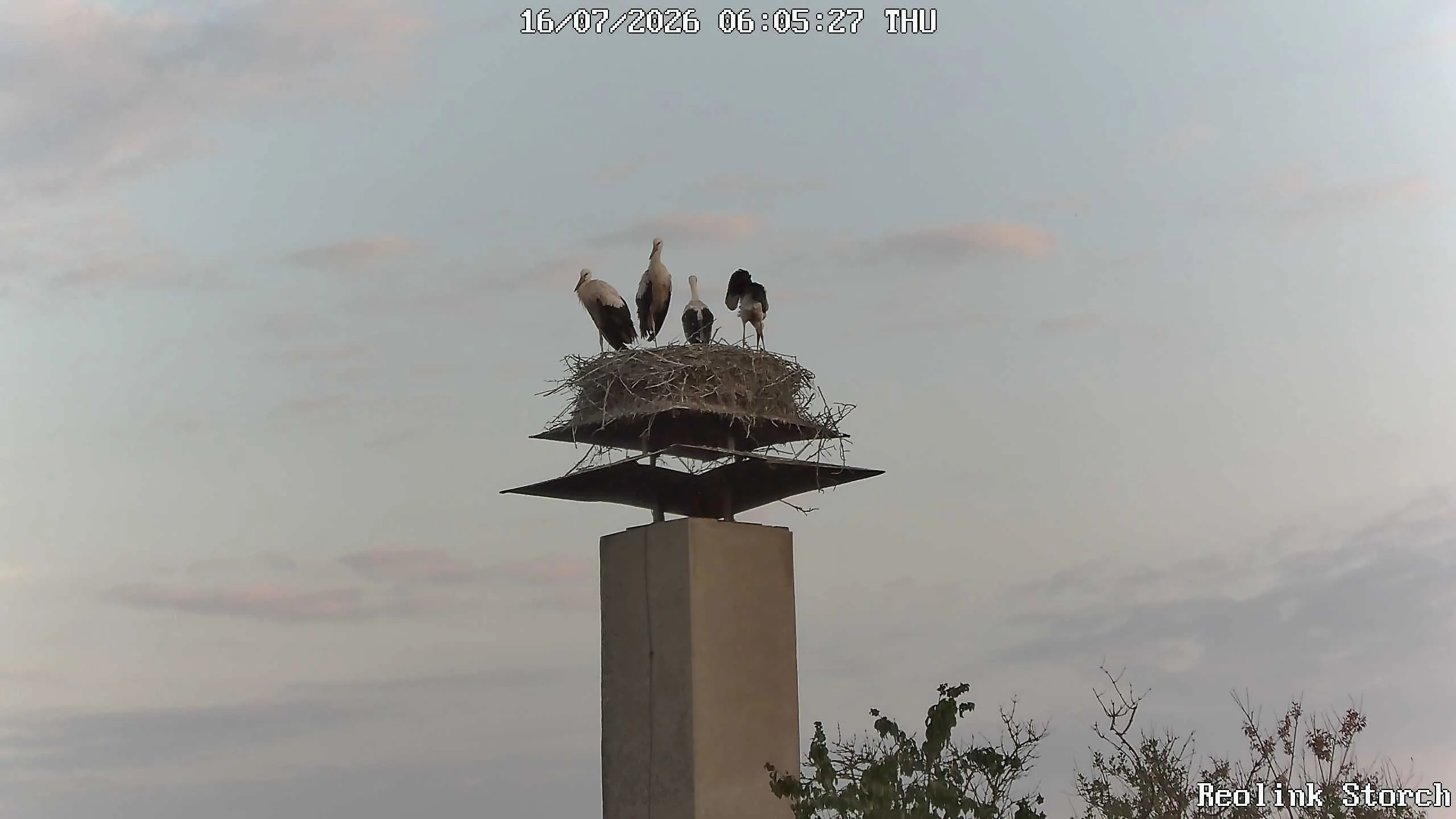 Storchencam Bild