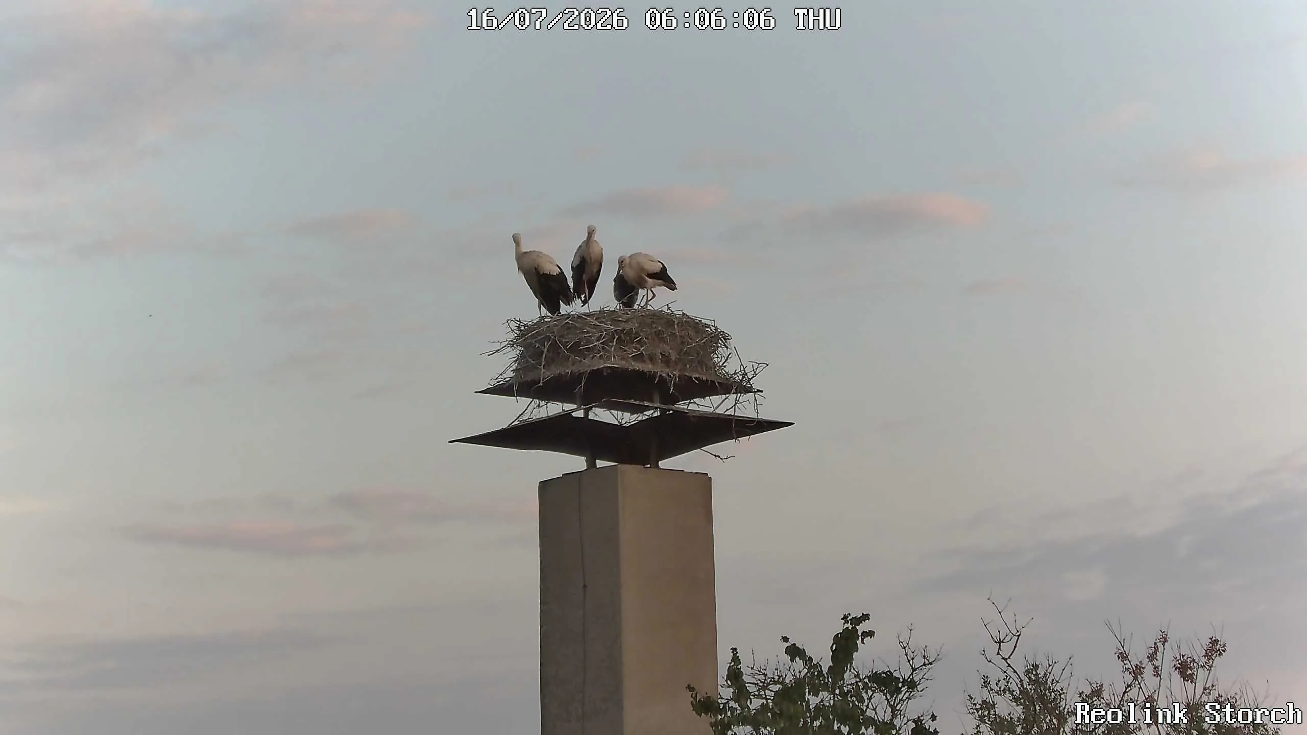 Storchencam Bild