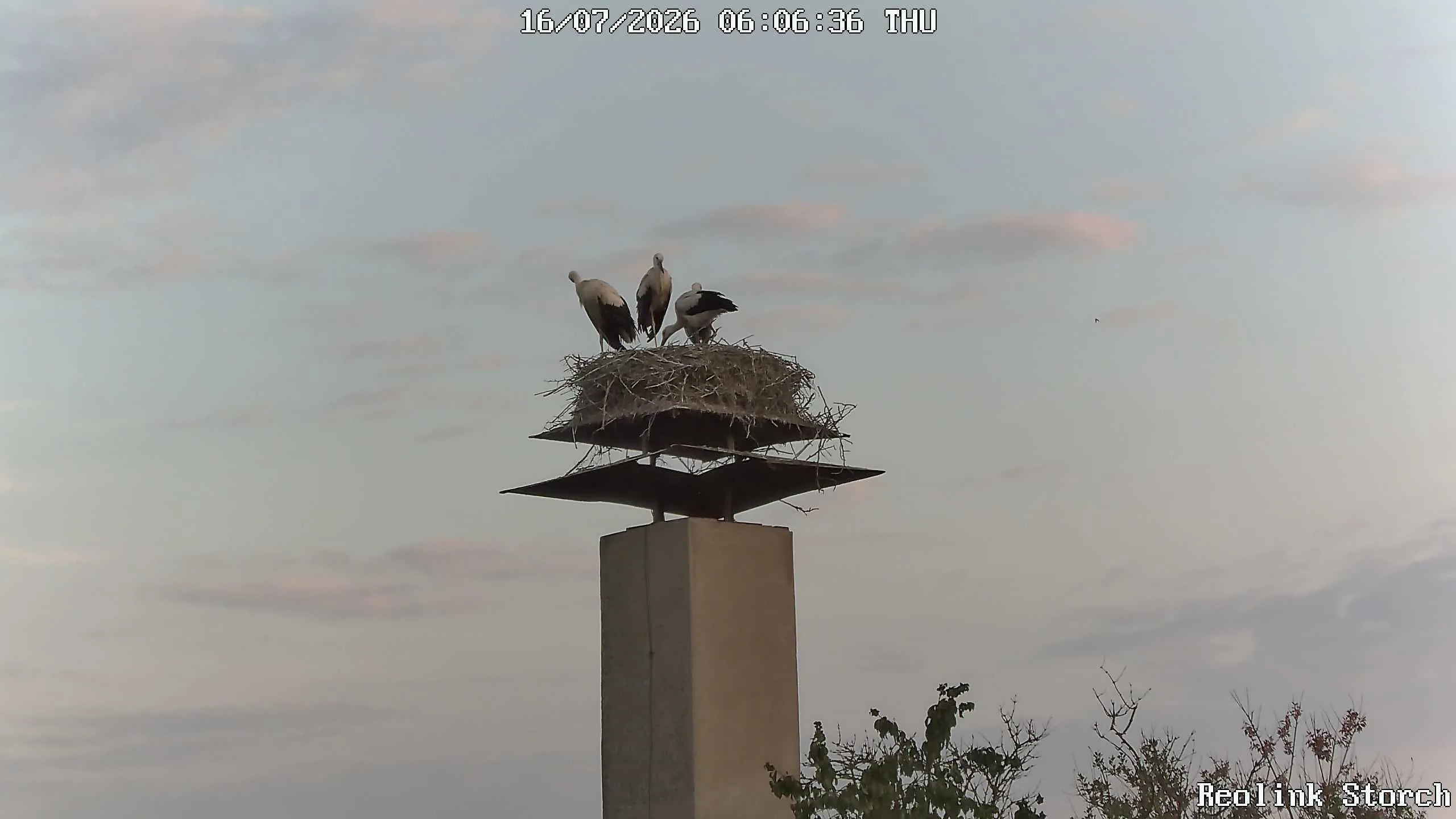 Storchencam Bild