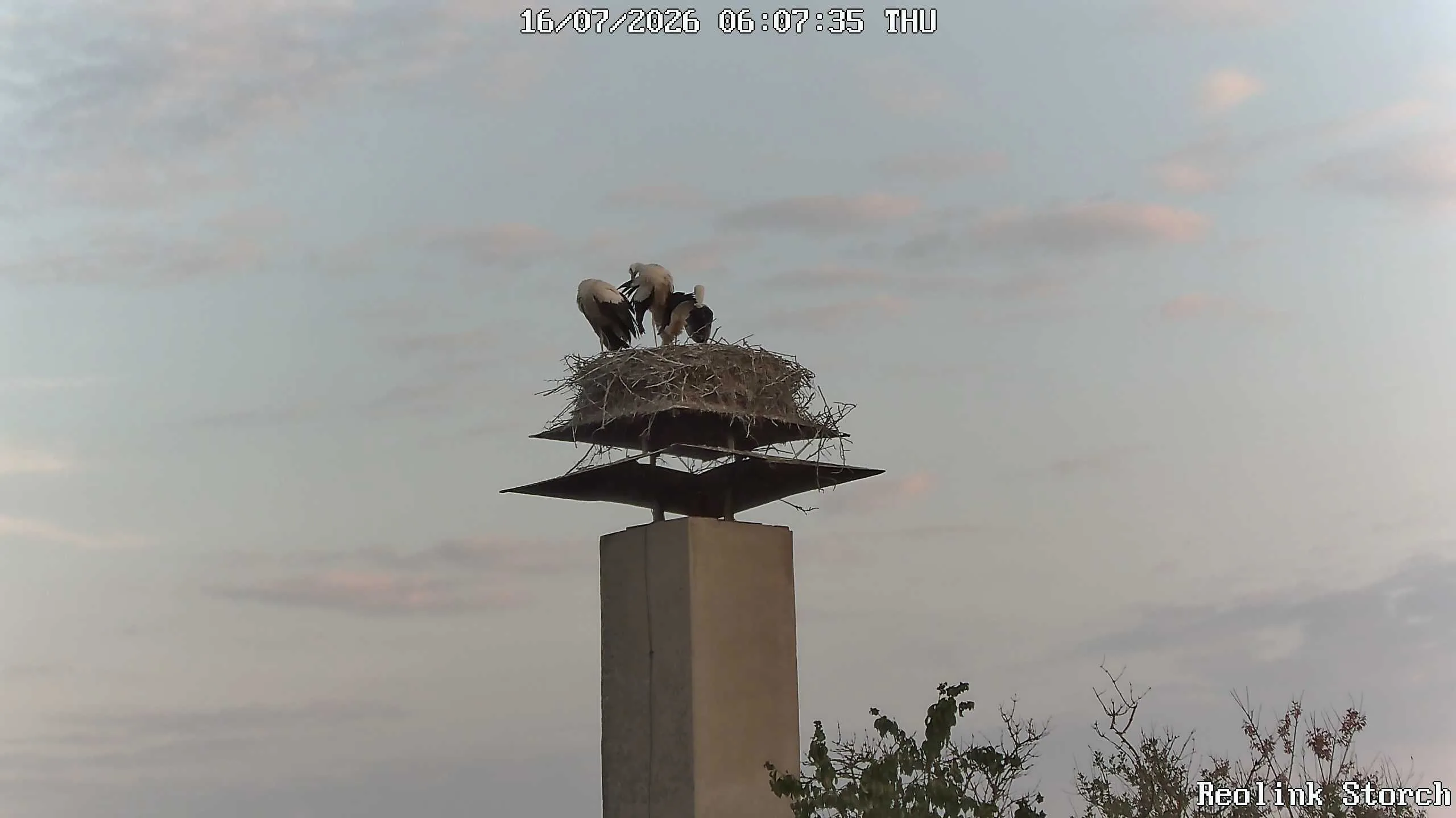 Storchencam Bild