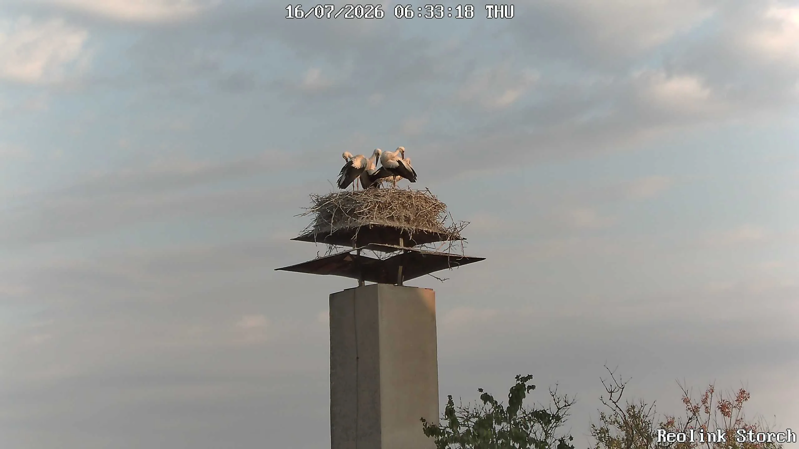 Storchencam Bild
