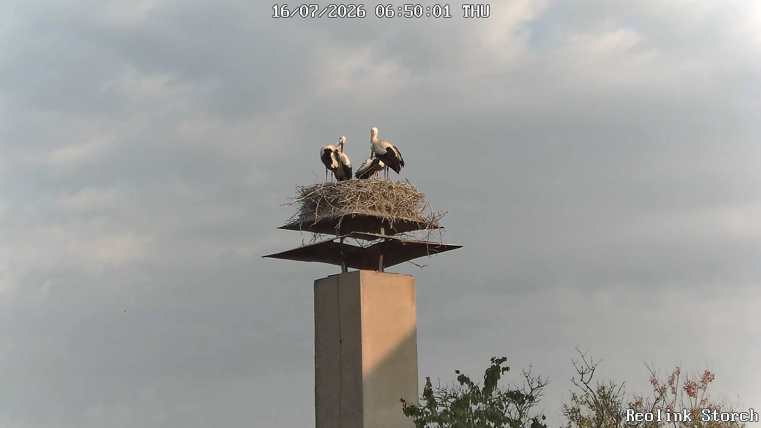 Storchencam Bild