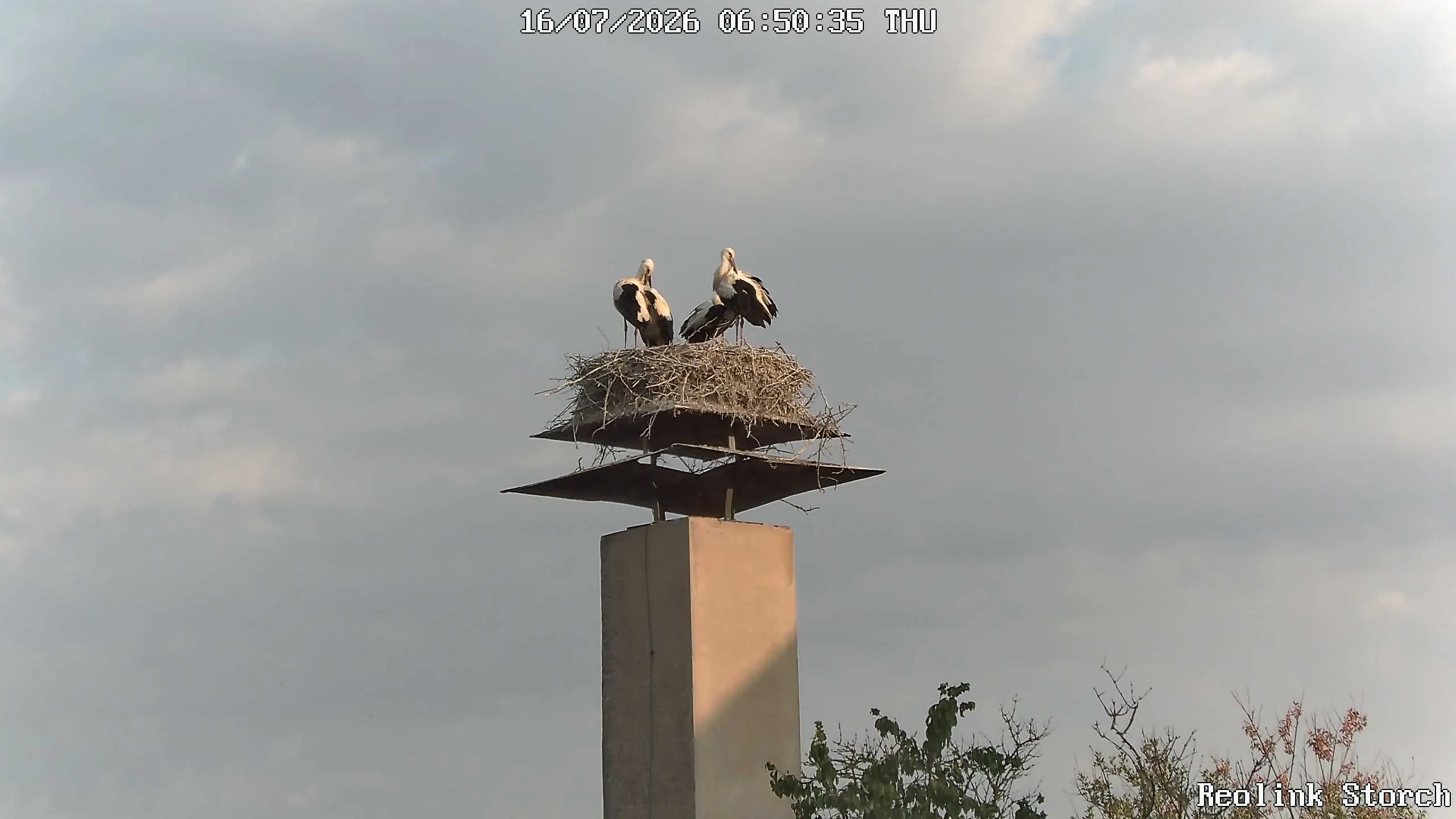 Storchencam Bild
