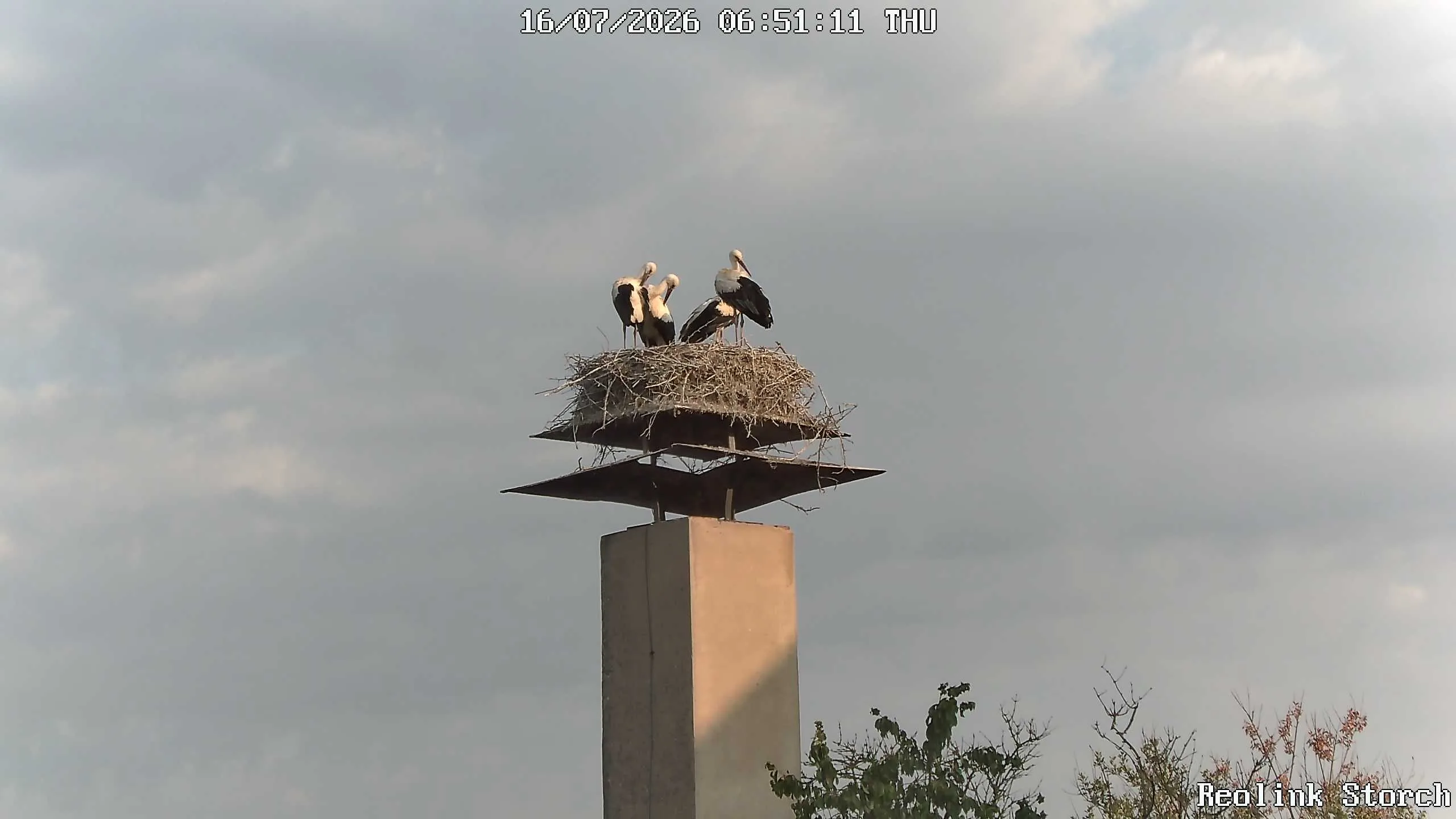 Storchencam Bild