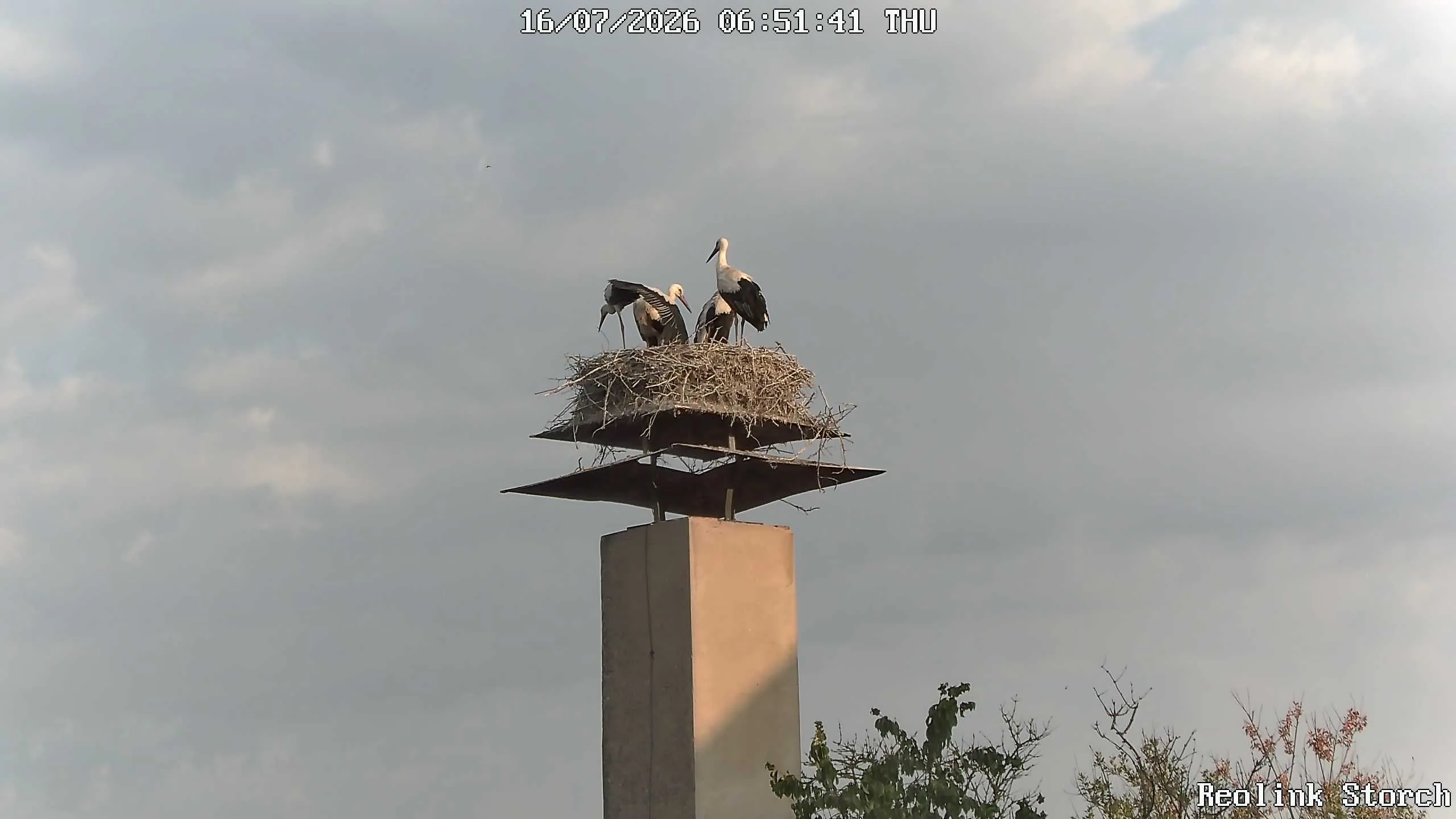 Storchencam Bild