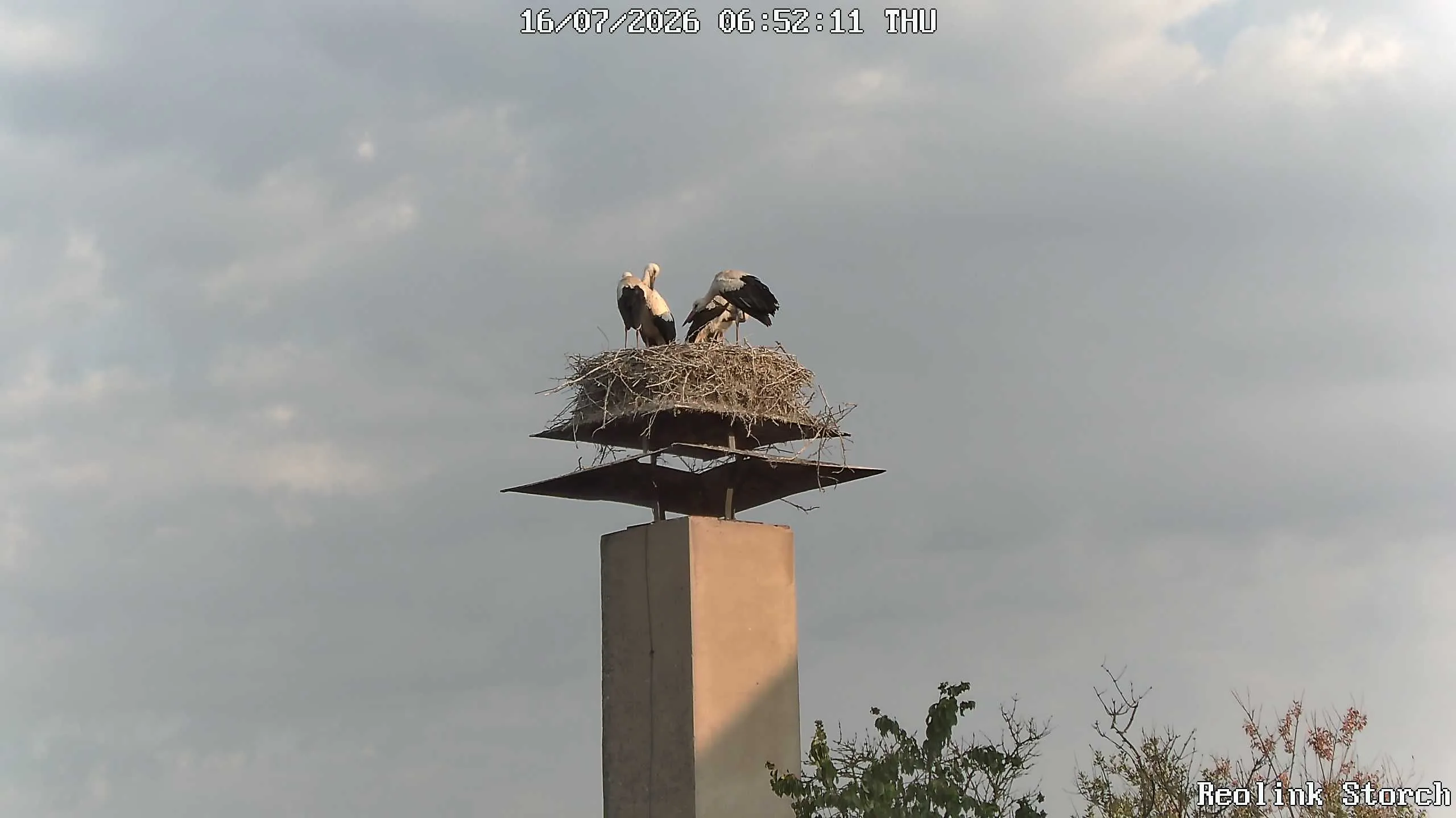 Storchencam Bild