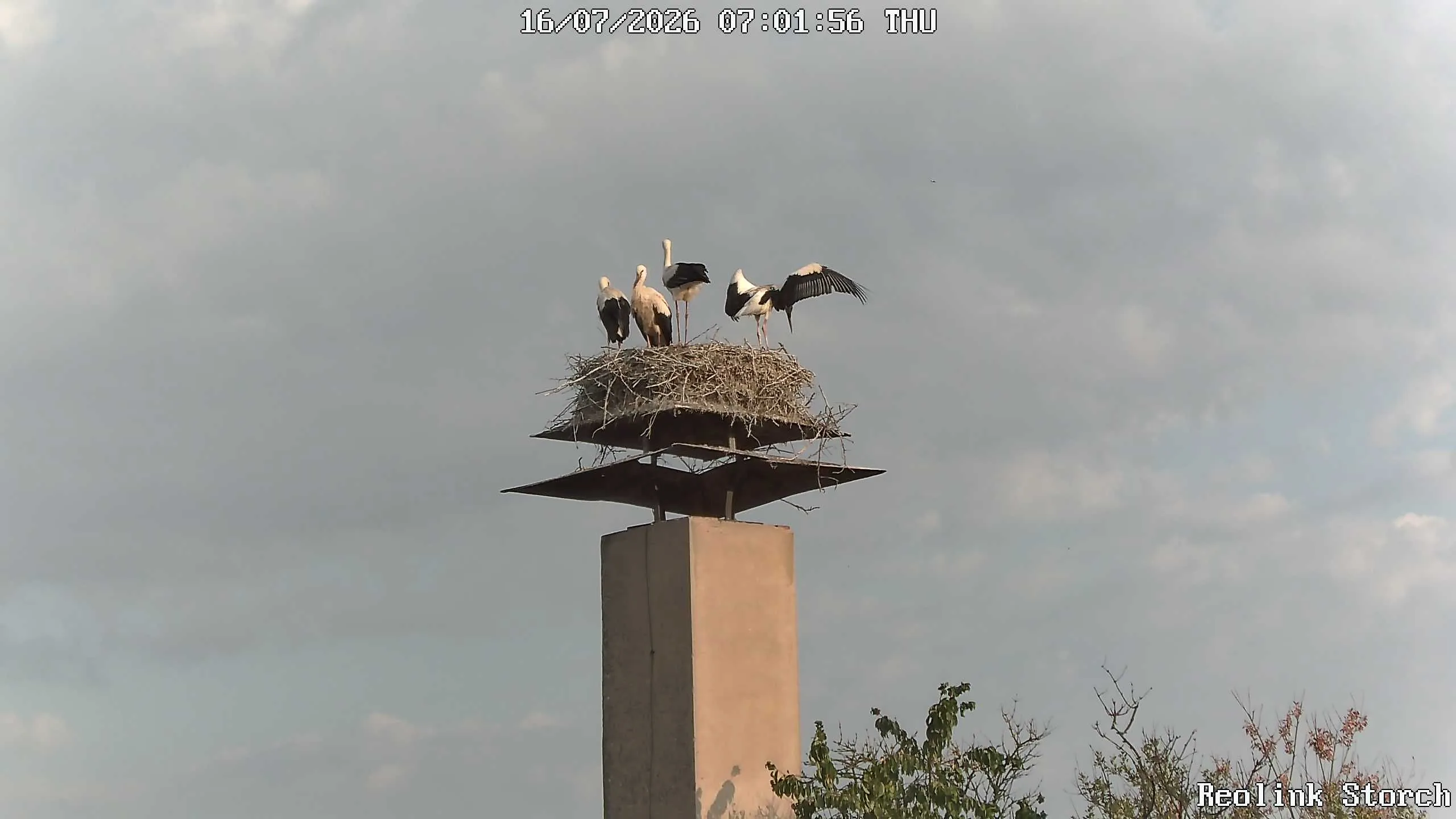 Storchencam Bild
